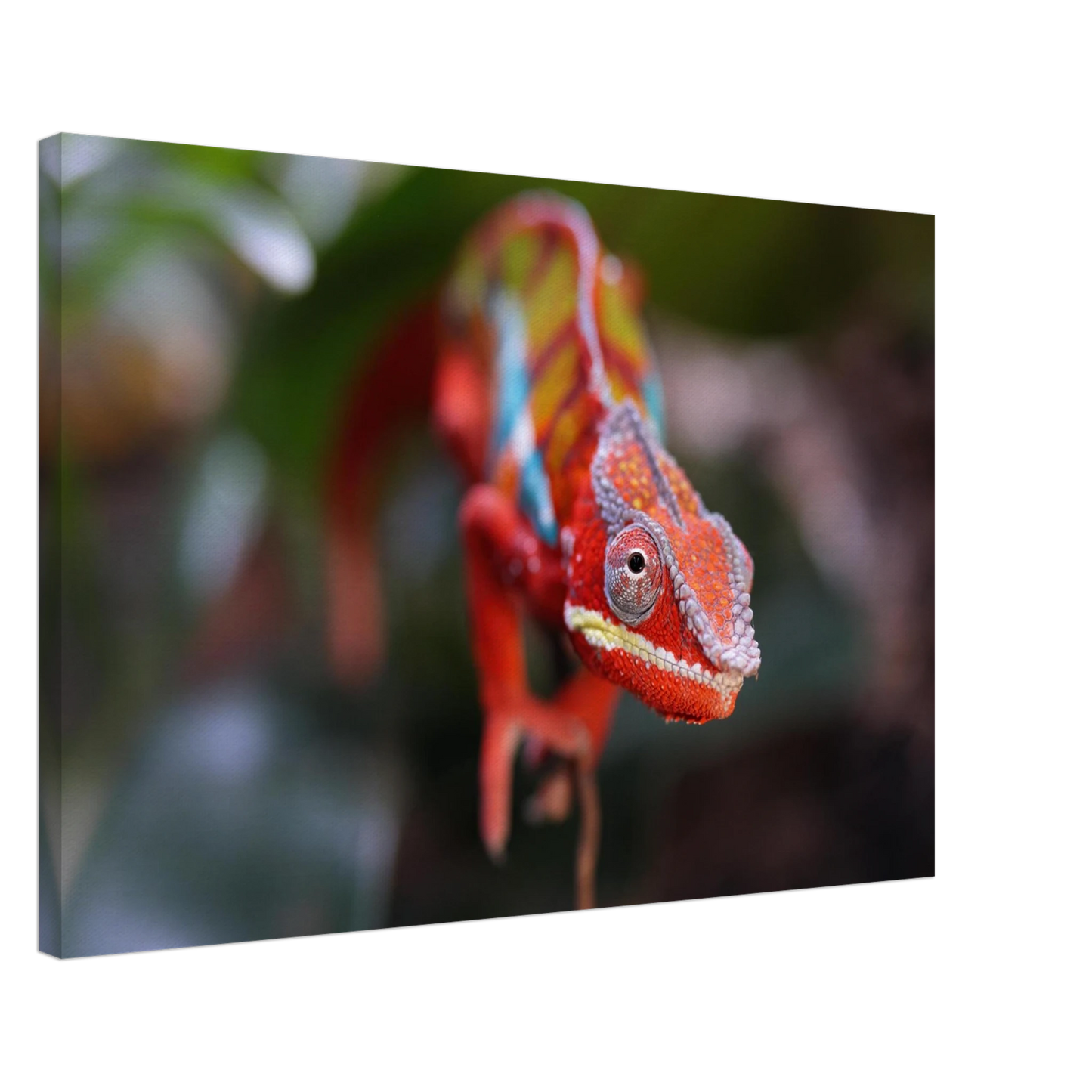 Wandbild faszinierendes chamaeleon portraet lebendige tierkunst fuer ihr zuhause in ihrer wunschgroesse