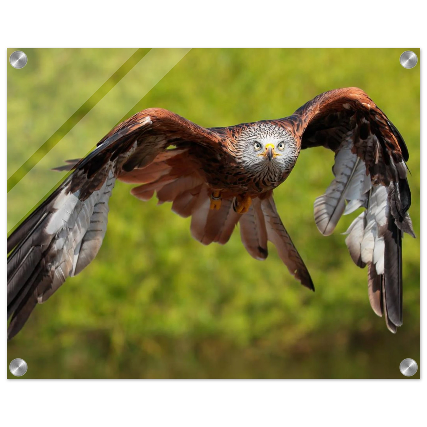 Wandbild majestaetischer rotmilan im flug atemberaubende tierfotografie fuer ihr zuhause erhaeltlich in zahlreichen groessen