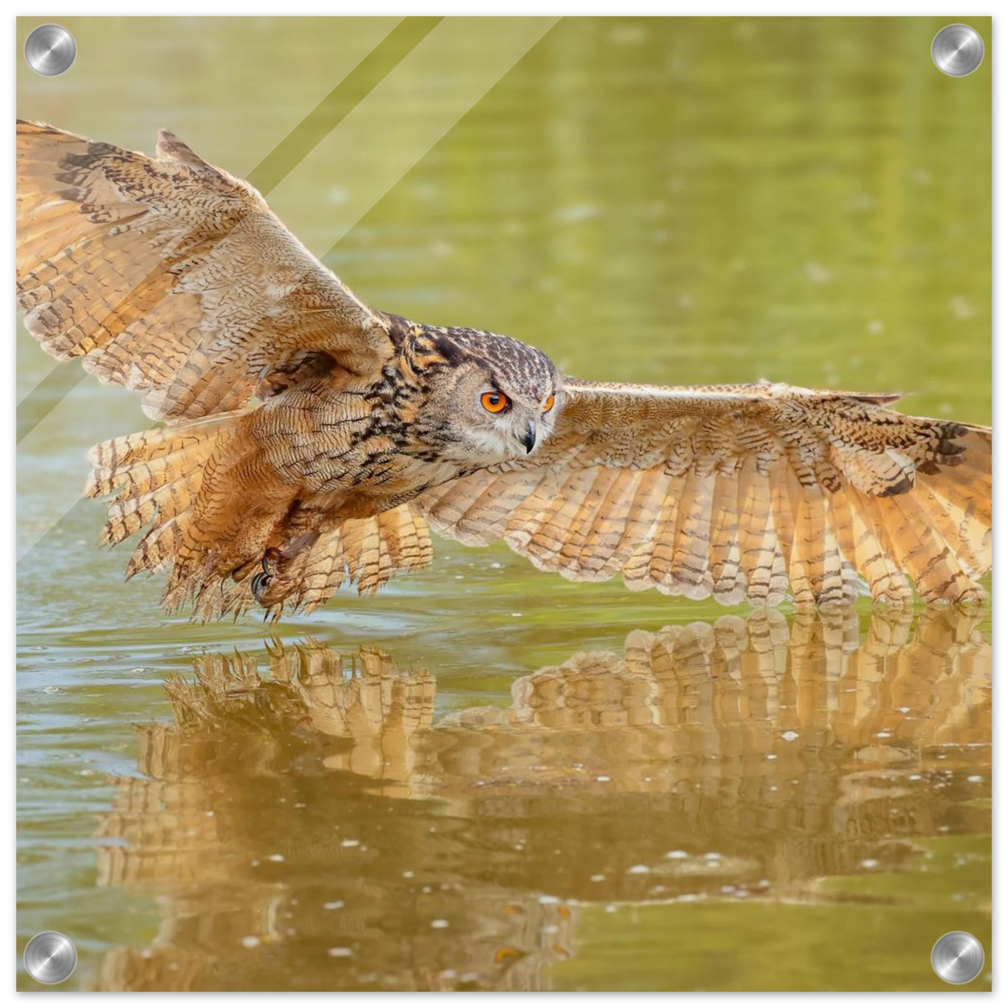 Wandbild majestaetischer uhu im jagdflug atemberaubende wildtierkunst in verschiedenen groessen