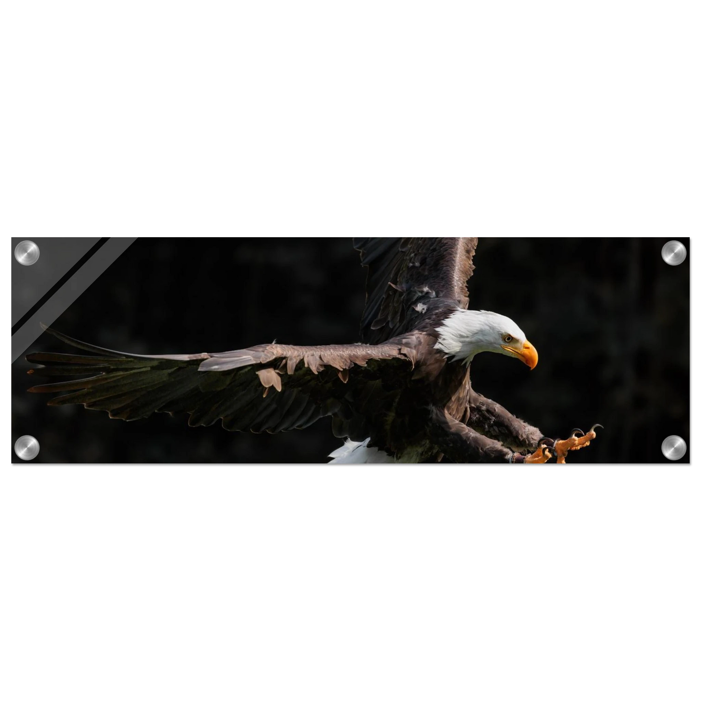 Wandbild majestaetischer weisskopfseeadler im flug freiheit staerke in ihrer wunschgroesse