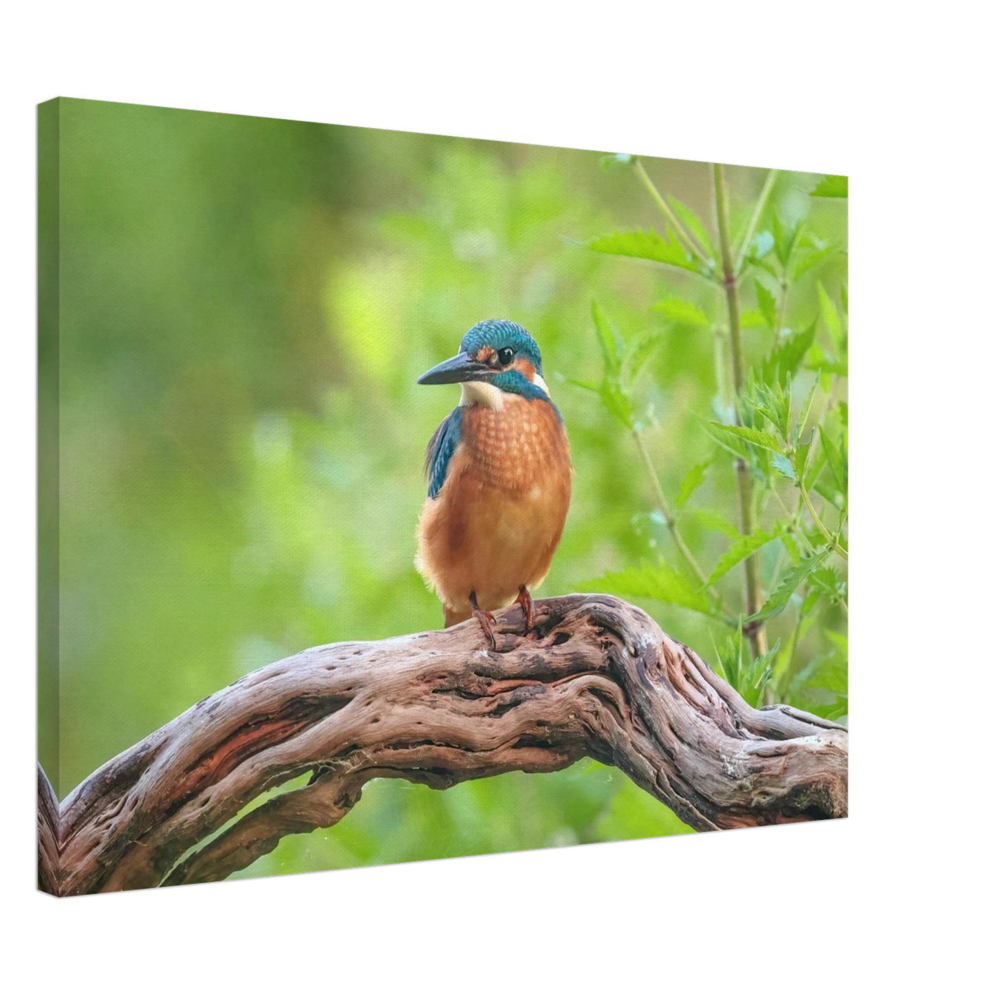 Wandbild eisvogel lebendige naturkunst fuer ihr zuhause in ihrer wunschgroesse 2