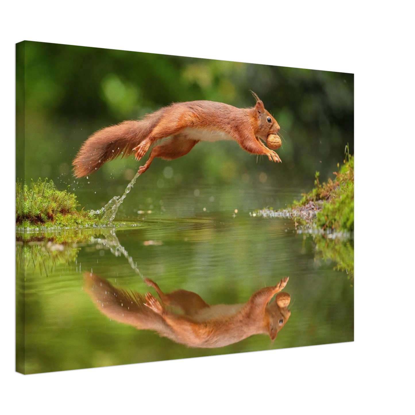 Wandbild Wandkunst eichhoernchens freudensprung dynamische naturkunst fuer ihr zuhause erhaeltlich in mehreren groessen