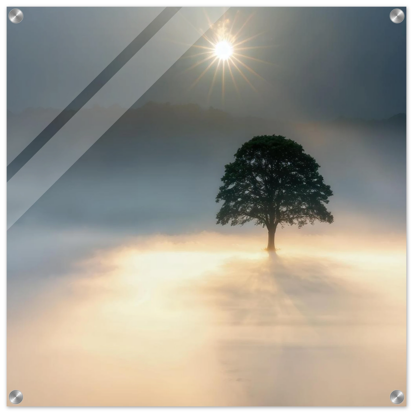 Wandbild mystisches baum wandbild einzelner baum im nebel sonnenaufgang waehlbar in verschiedenen groessen
