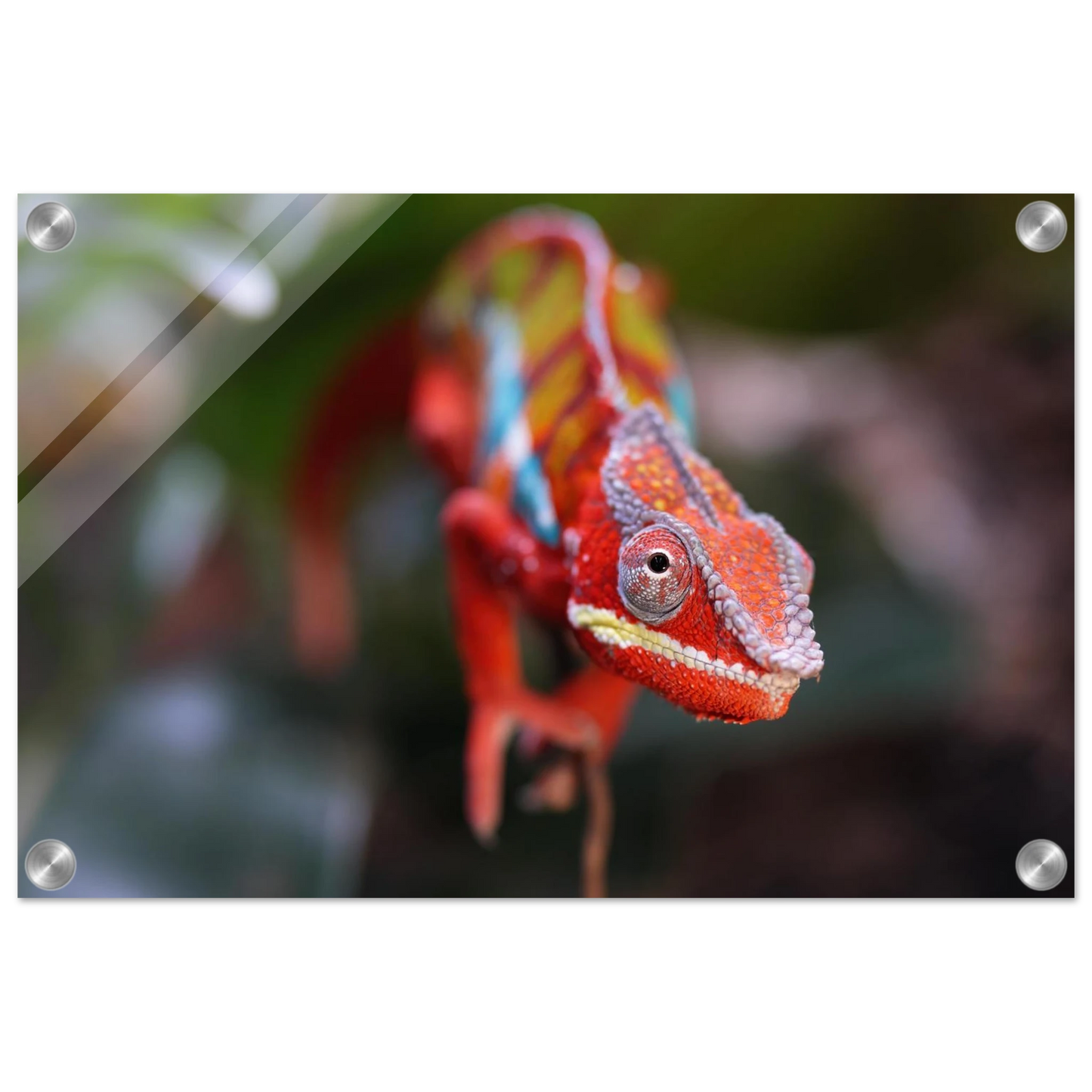 Wandbild faszinierendes chamaeleon portraet lebendige tierkunst fuer ihr zuhause in ihrer wunschgroesse