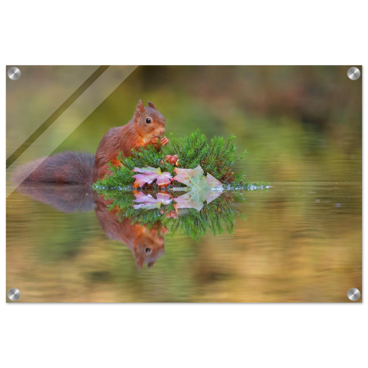 Wandbild bezauberndes eichhoernchen im herbstwald lebendige wildtierkunst fuer ihr zuhause in vielen groessen