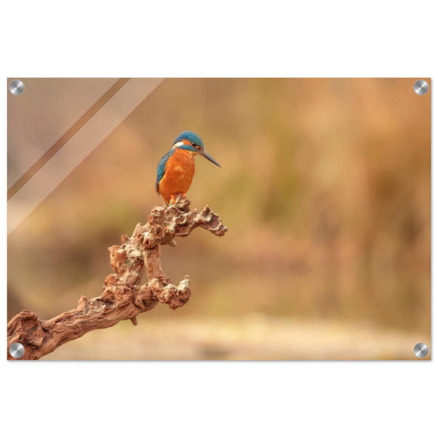 Wandbild eisvogel lebendige naturkunst fuer ihr zuhause in vielen groessen