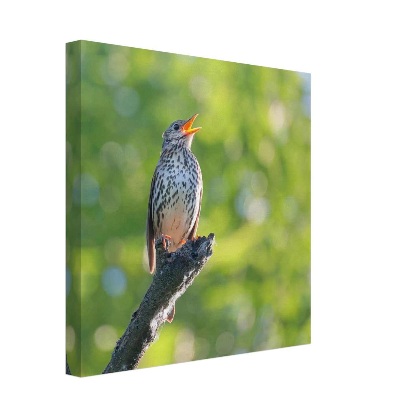 Wandbild bezaubernder singvogel in gruen ein naturportraet fuer ihr zuhause in vielen groessen