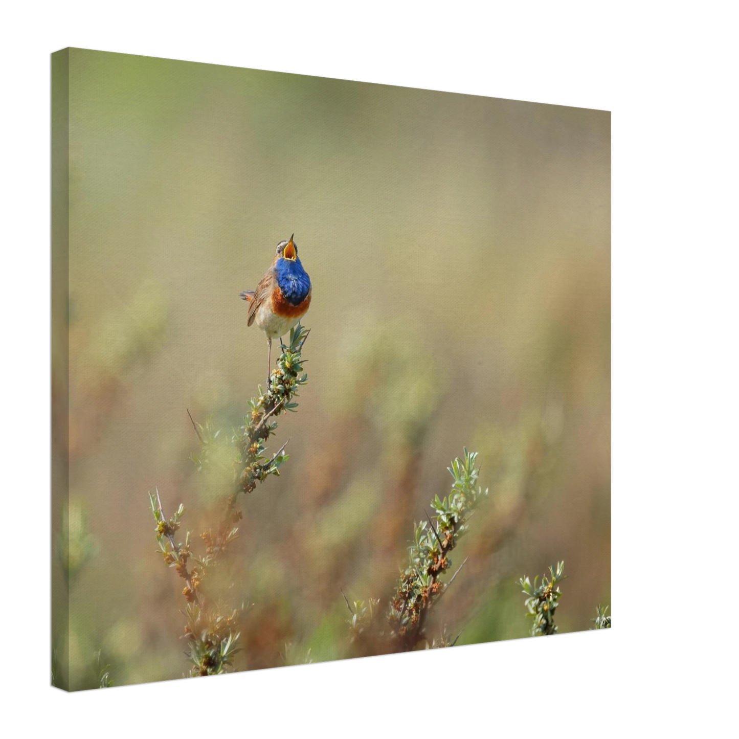 Wandbild lebendige nachtigall ein meisterwerk der naturfotografie fuer ihr zuhause