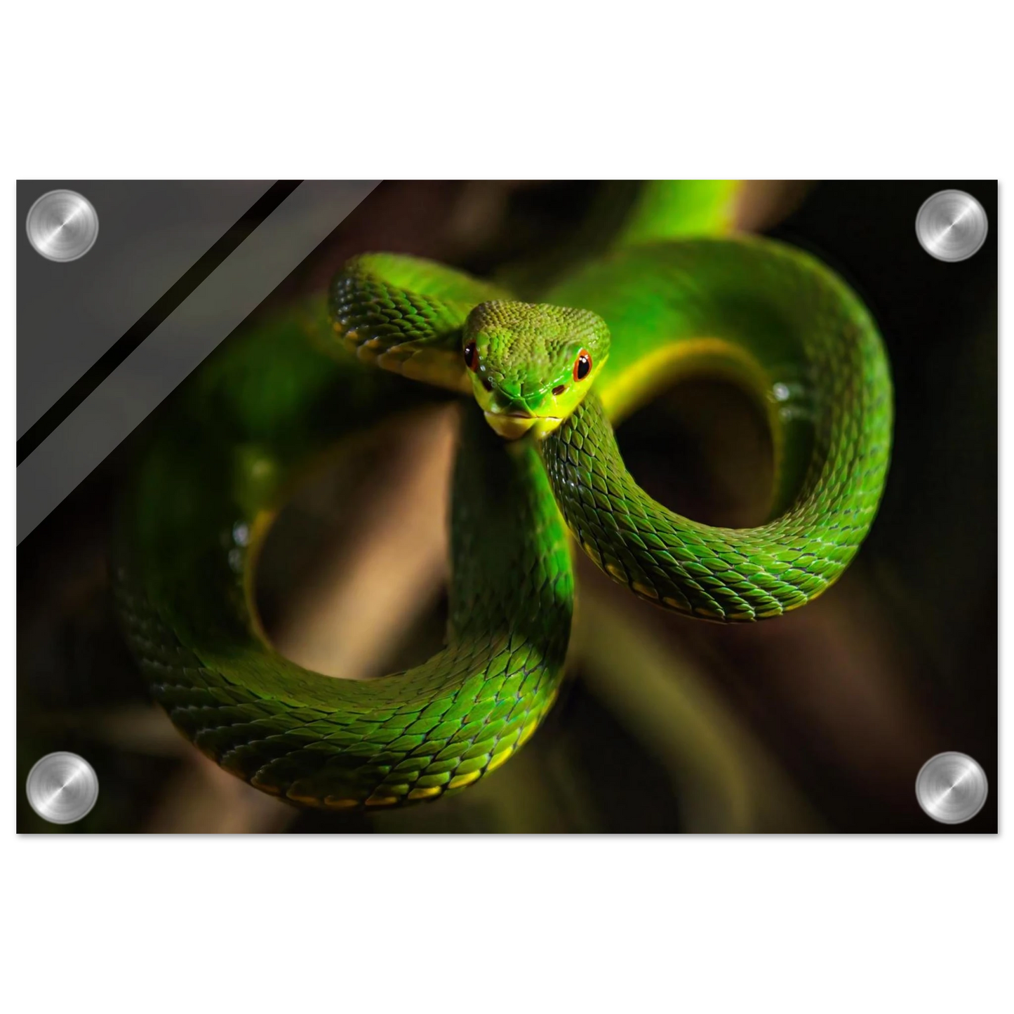 Wandbild der gruene baumviper ein hypnotischer blick in verschiedenen groessen