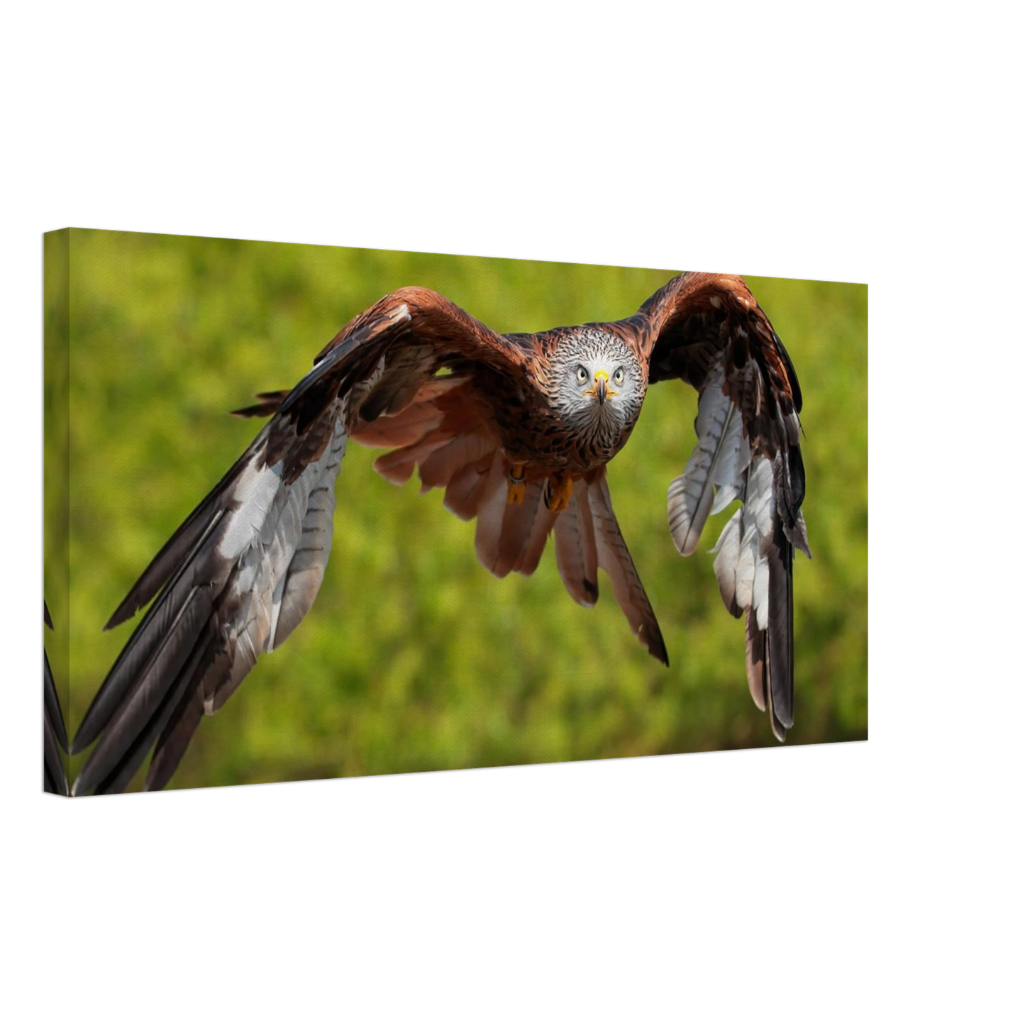 Wandbild majestaetischer rotmilan im flug atemberaubende tierfotografie fuer ihr zuhause erhaeltlich in zahlreichen groessen