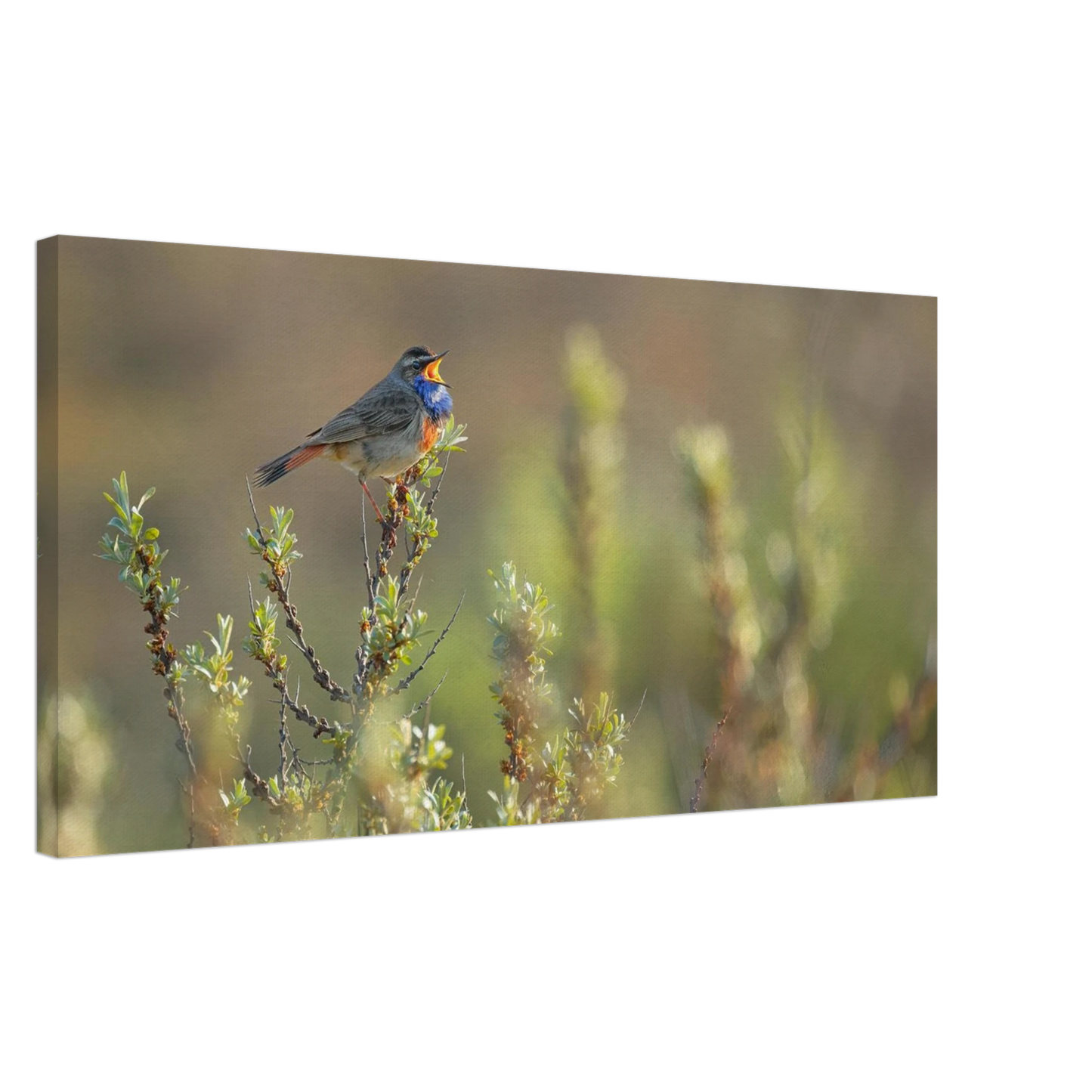 Wandbild singendes blaukehlchen lebendige naturfotografie als wandbild in verschiedenen groessen