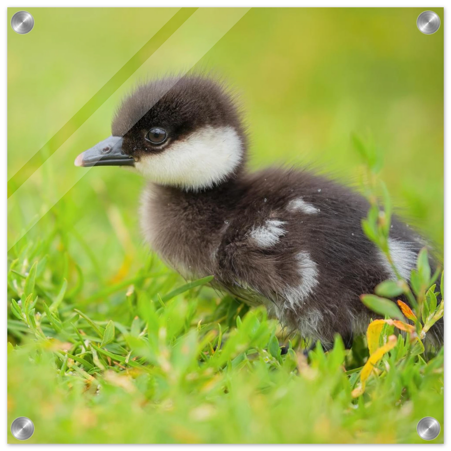 Wandbild bezauberndes entenkueken suesse tiermotive fuer kinderzimmer naturfreunde in vielen groessen