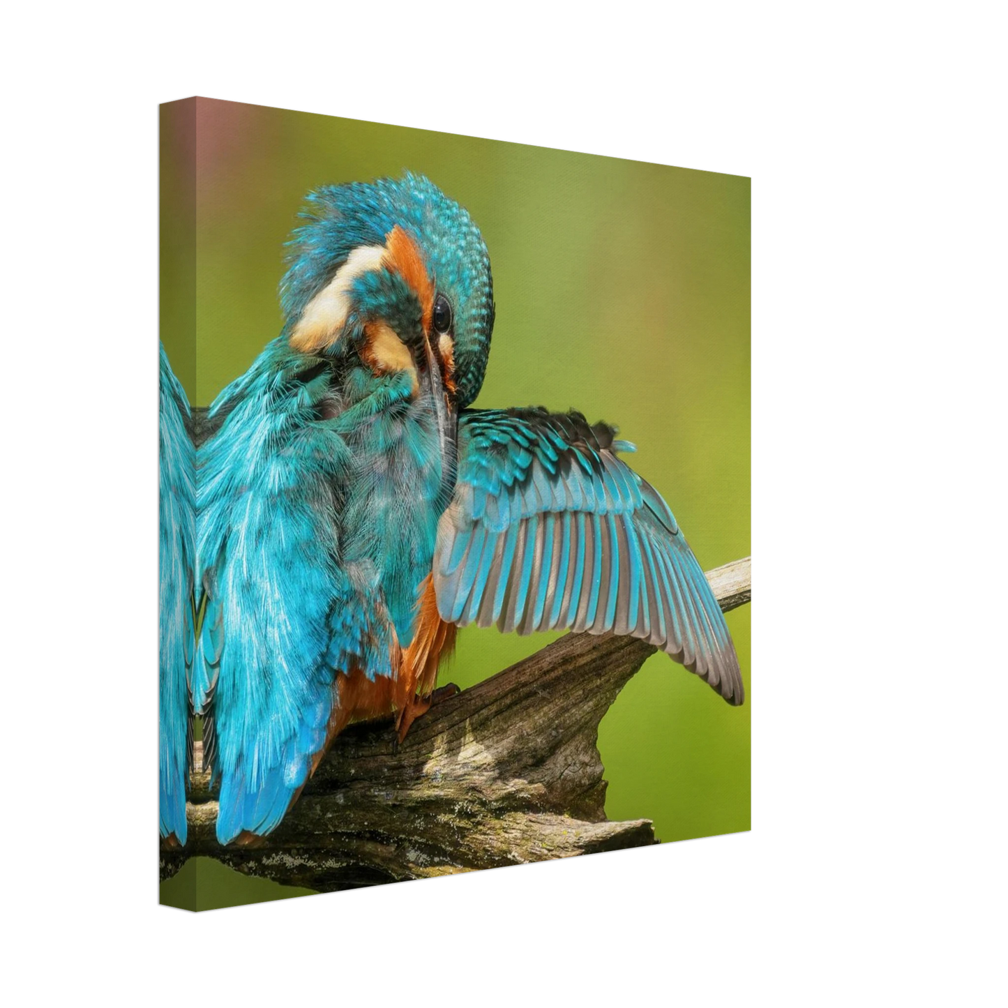 Wandbild eisvogel lebendige farbenpracht der natur auf leinwand
