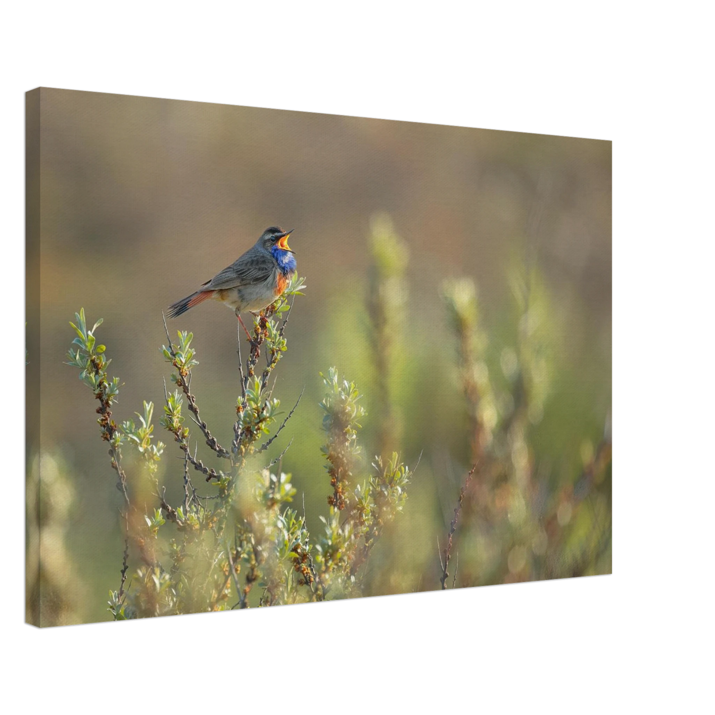 Wandbild singendes blaukehlchen lebendige naturfotografie als wandbild in verschiedenen groessen