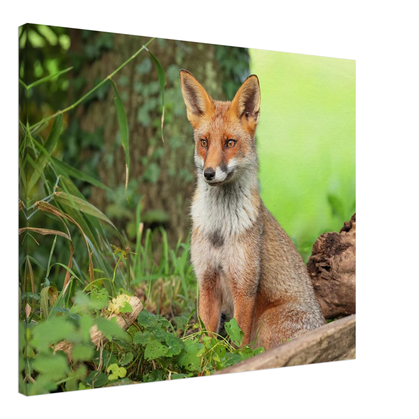 Wandbild majestaetischer rotfuchs ein augenblick der ruhe in der natur erhaeltlich in zahlreichen groessen