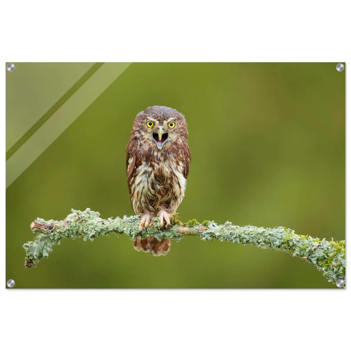 Wandbild rufer der wildnis faszinierendes eulen portraet mit leuchtenden augen fuer ihr zuhause