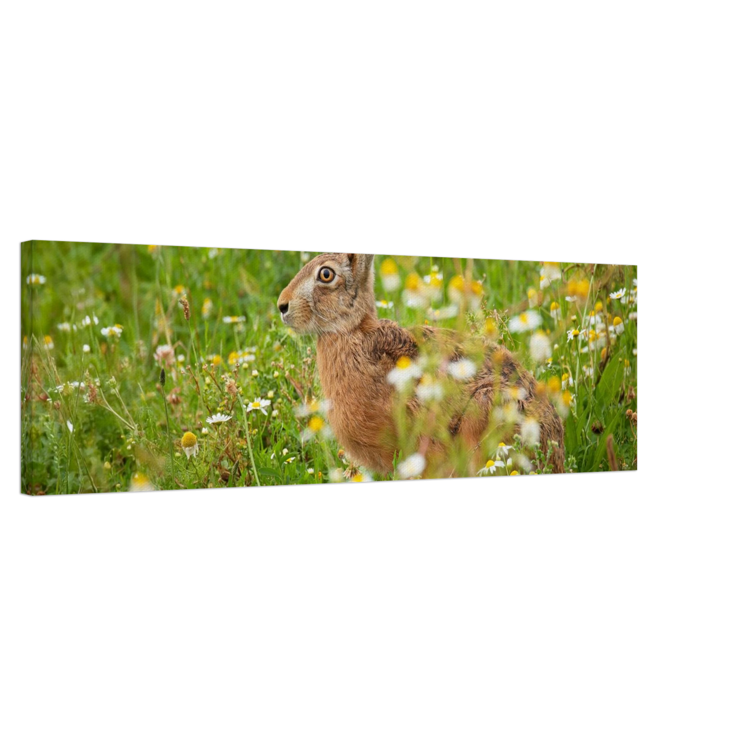 Wandbild Idyllische hasenwiese wandbild waehle dein wunschformat