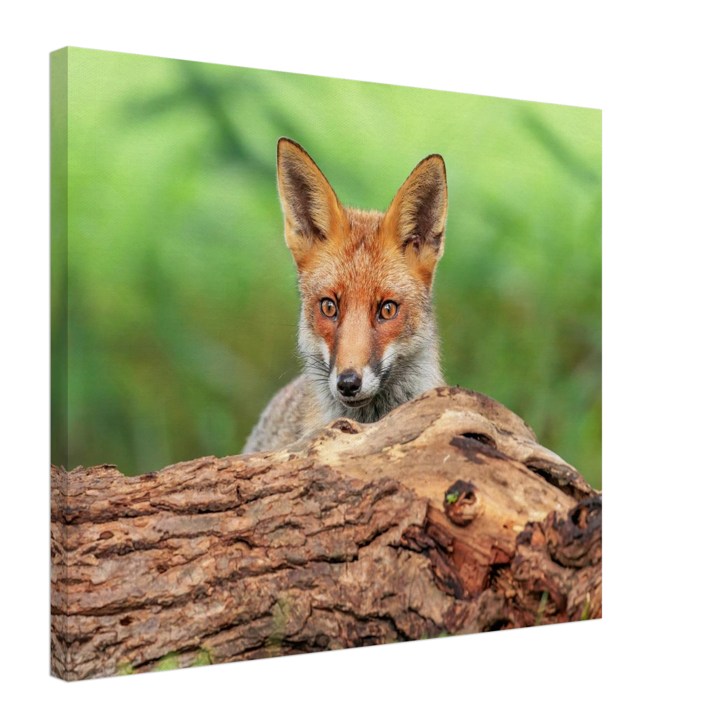 Wandbild fuchs im versteck einzigartige naturkunst fuer ihr zuhause