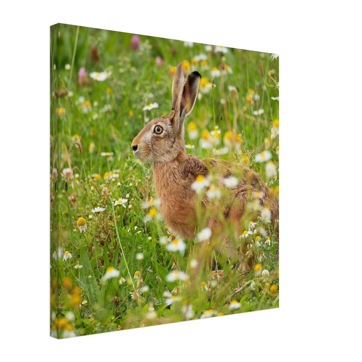 Wandbild Idyllische hasenwiese wandbild waehle dein wunschformat