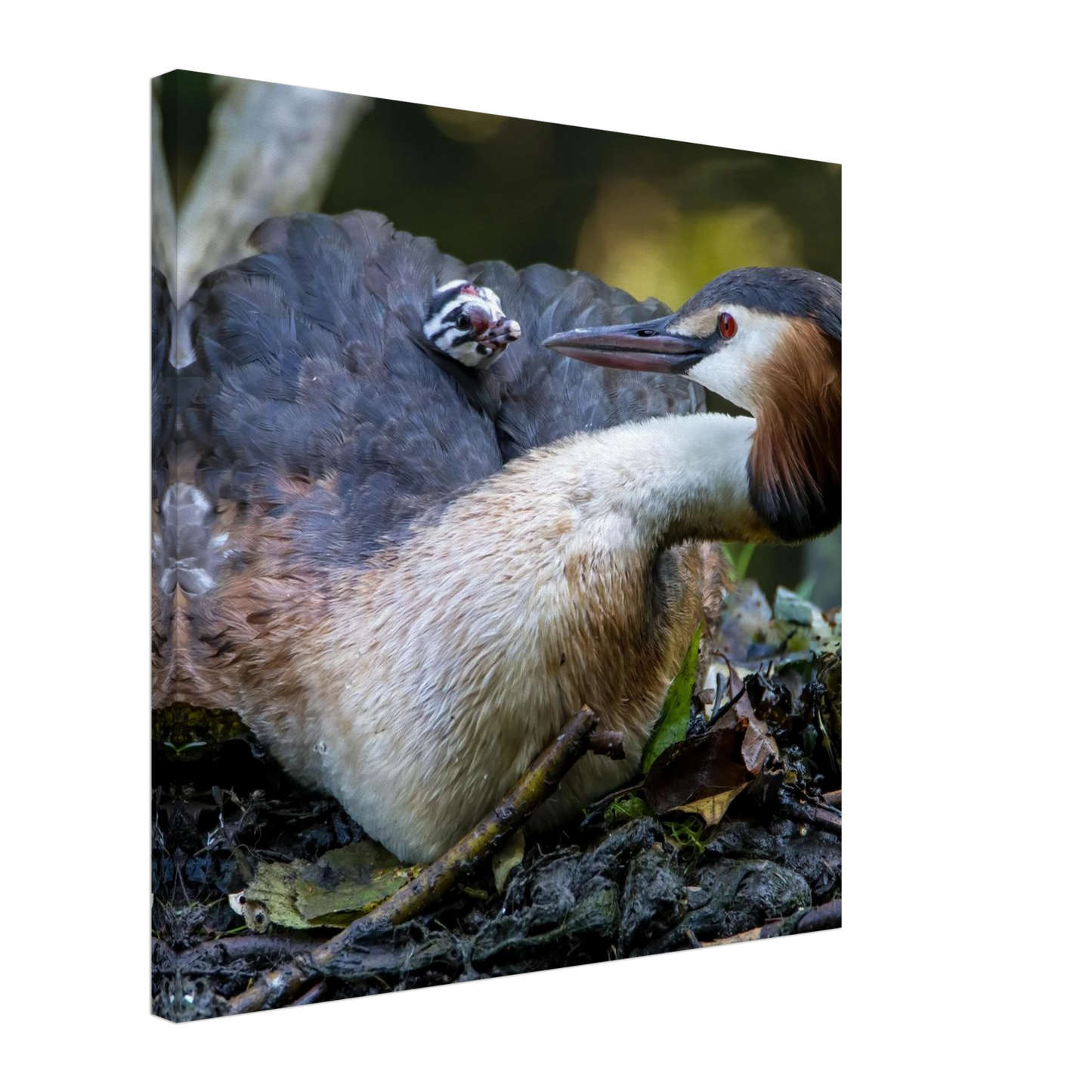 Wandbild zaertliche grosse haubentaucher familie naturgetreuer kunstdruck in ihrer wunschgroesse
