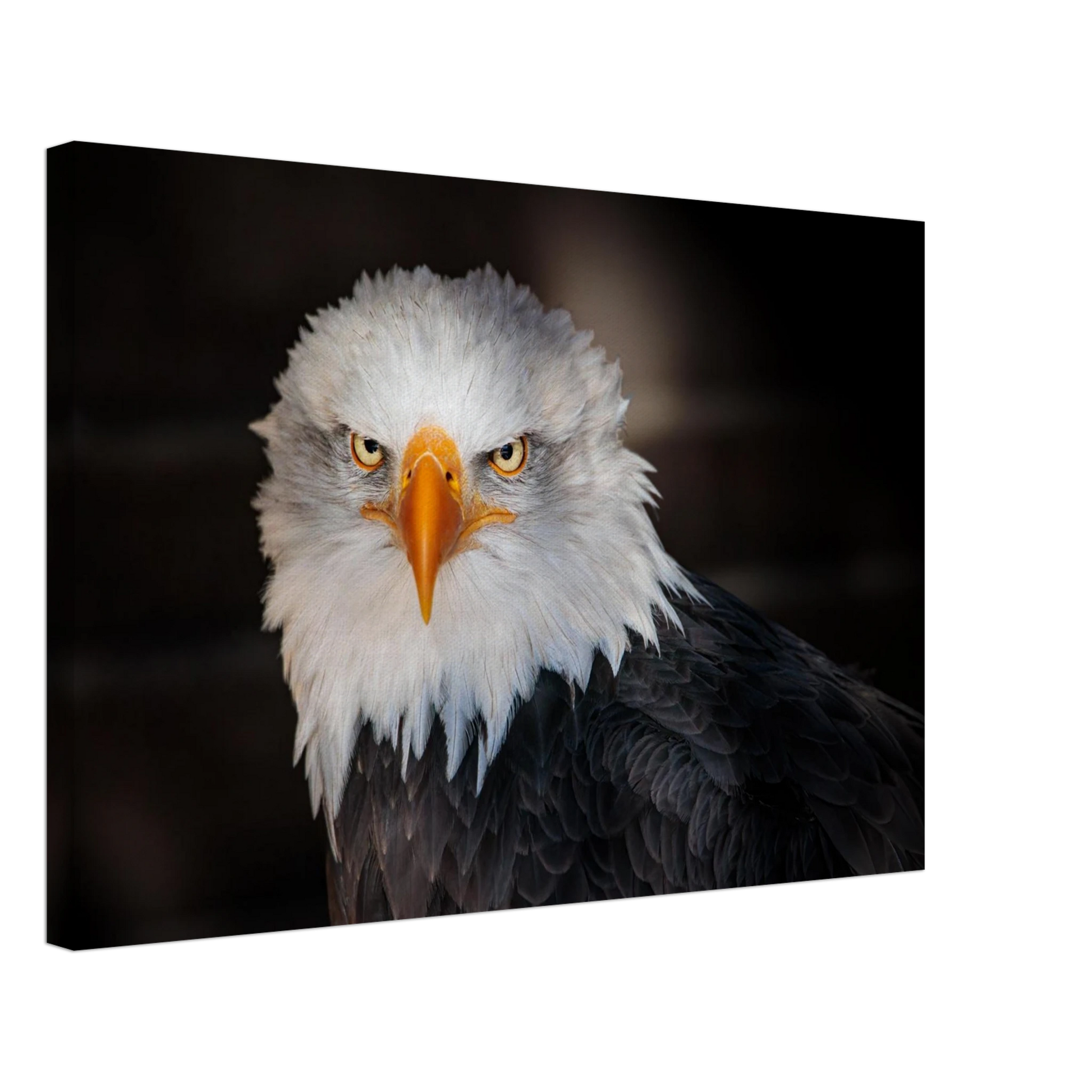 Wandbild majestaetischer adler ausdrucksstarke tierfotografie fuer ihr zuhause in vielen groessen erhaeltlich