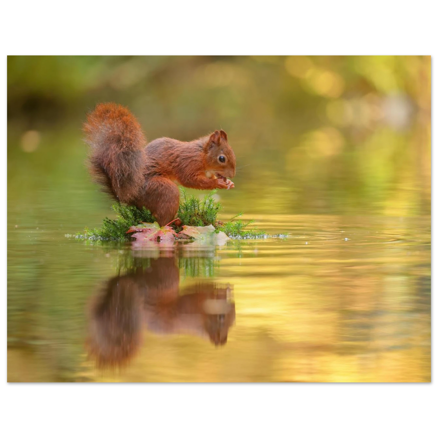 Wandbild bezauberndes eichhoernchen mit nuss lebendige wildtierkunst fuer ihr zuhause