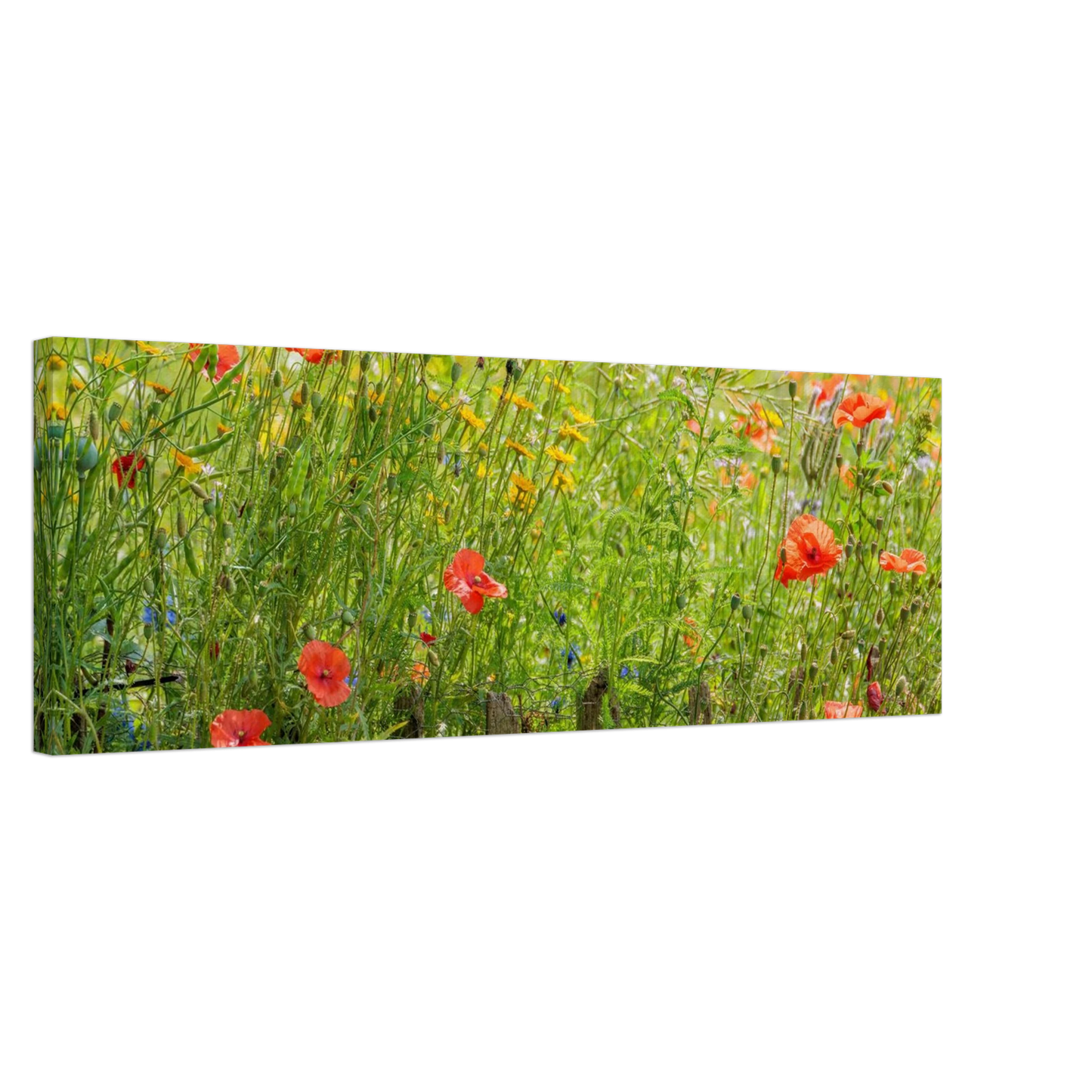 Wandbild wildblumen feld rot gelb sonnige mohnblumen wiese als kunstdruck