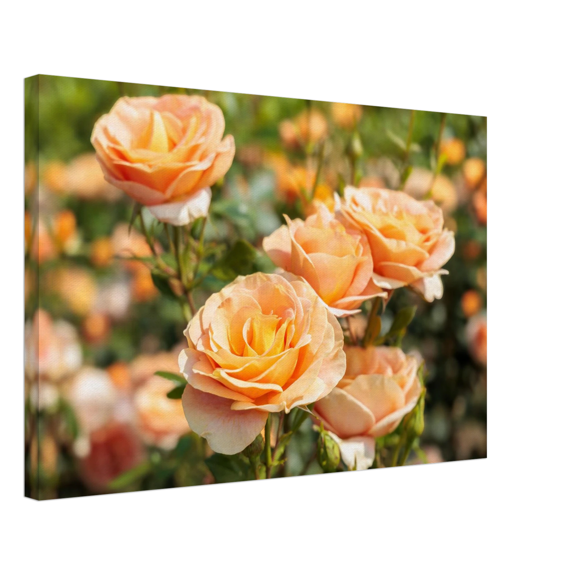 Wandbild romantische pfirsichrosen im sonnenschein botanische kunst fuer ihr zuhause in vielen groessen