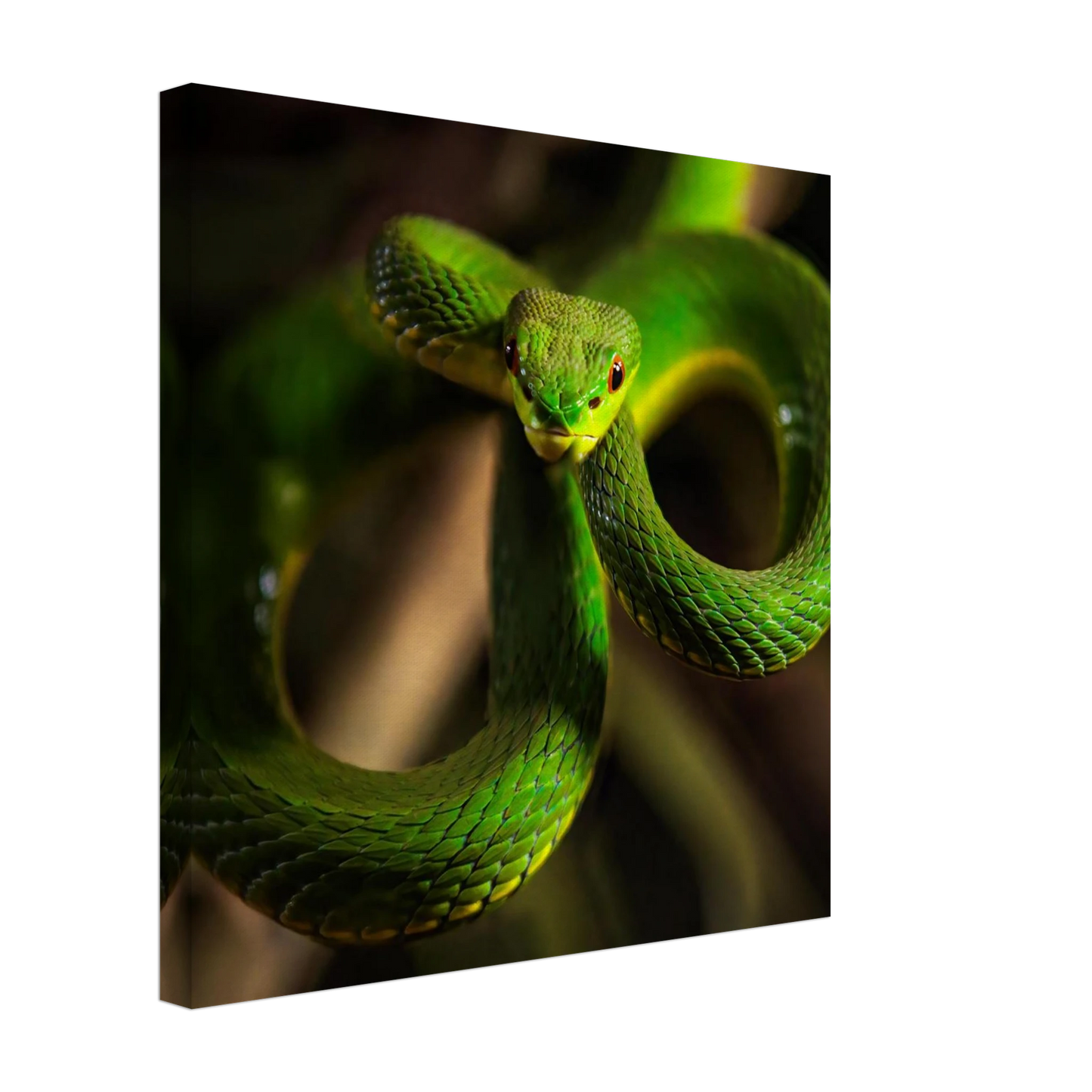 Wandbild der gruene baumviper ein hypnotischer blick in verschiedenen groessen