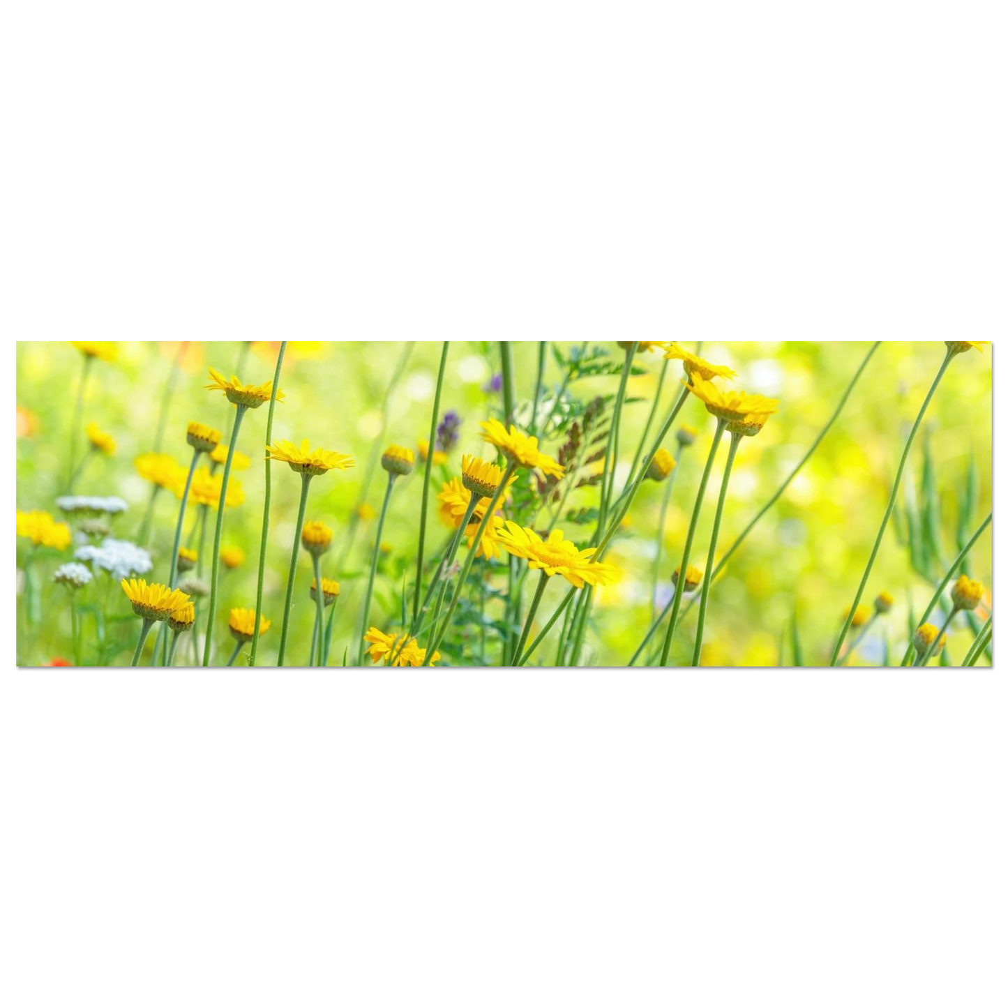 Wandbild sunshine meadow lebendiger blumen druck in verschiedenen groessen