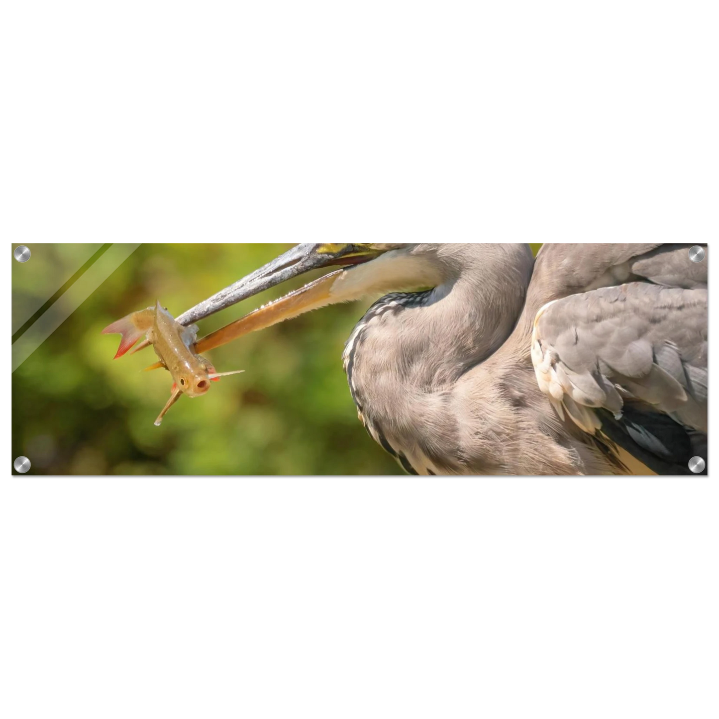 Wandbild graureiher mit fisch ein faszinierender moment in der natur verfuegbar in ihrer wunschgroesse