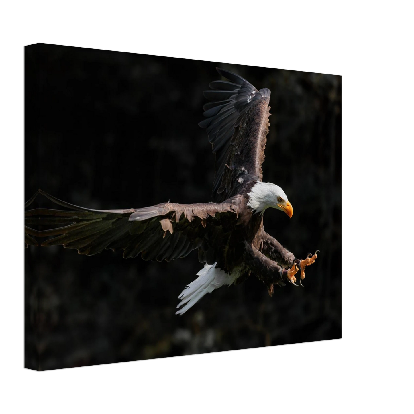 Wandbild majestaetischer weisskopfseeadler im flug freiheit staerke in ihrer wunschgroesse