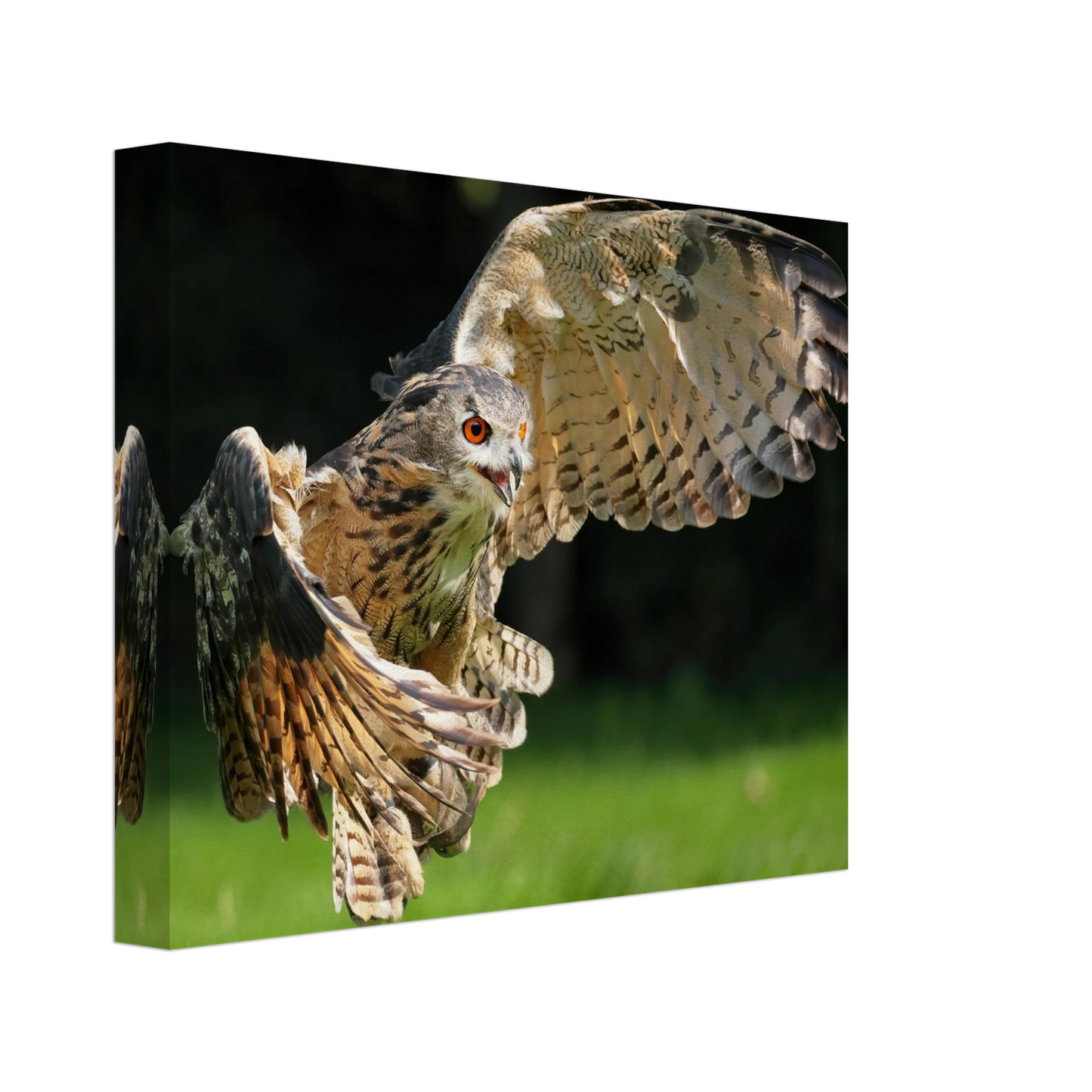 Wandbild majestaetische eule im flug ausdrucksstarke wandkunst fuer ihr zuhause
