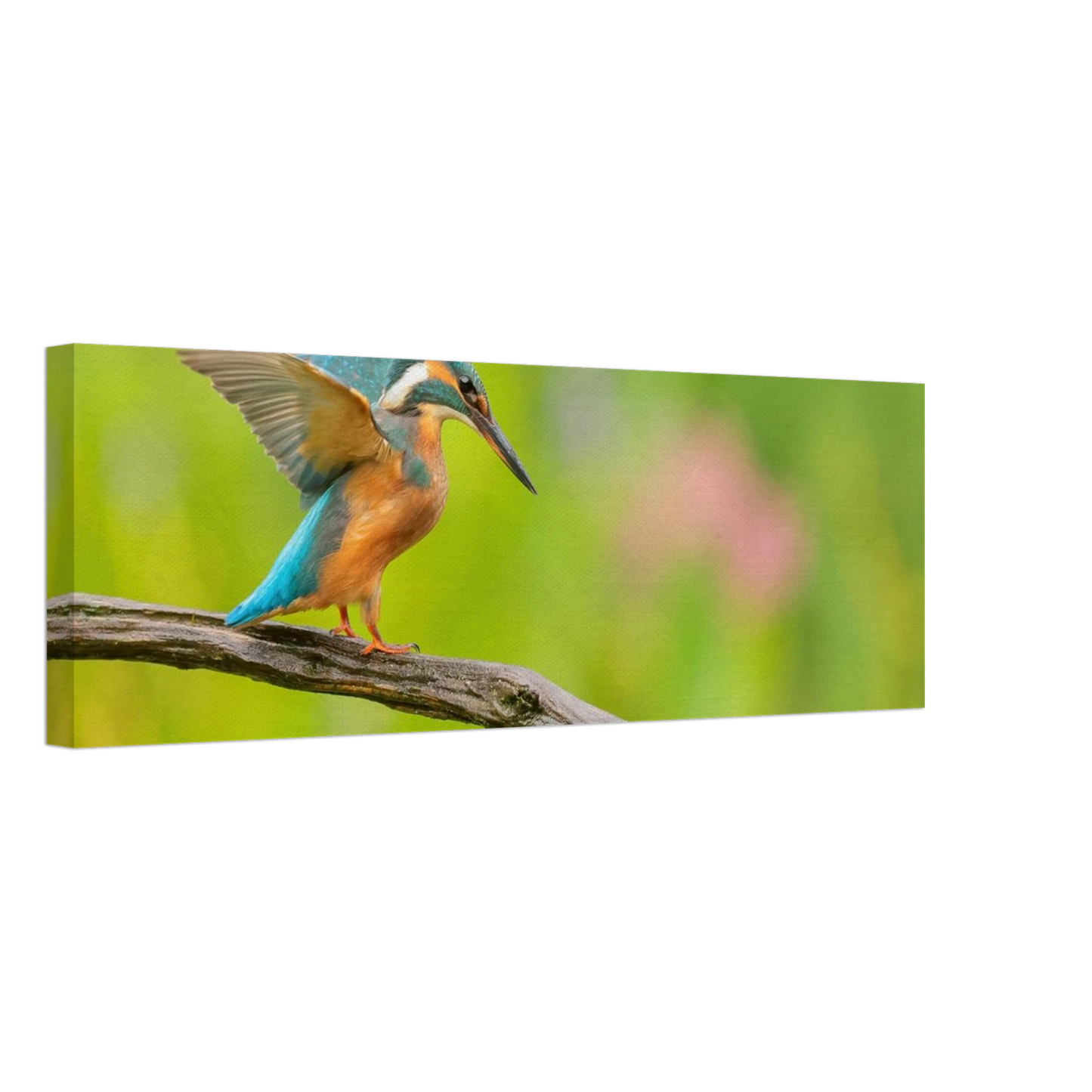 Wandbild eisvogel leuchtende federpracht auf natuerlichem ast in ihrer wunschgroesse