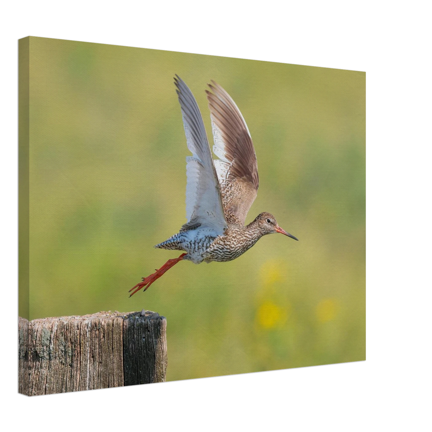 Wandbild der flug des rotschenkels dynamische tierkunst fuer ihr zuhause in vielen groessen erhaeltlich