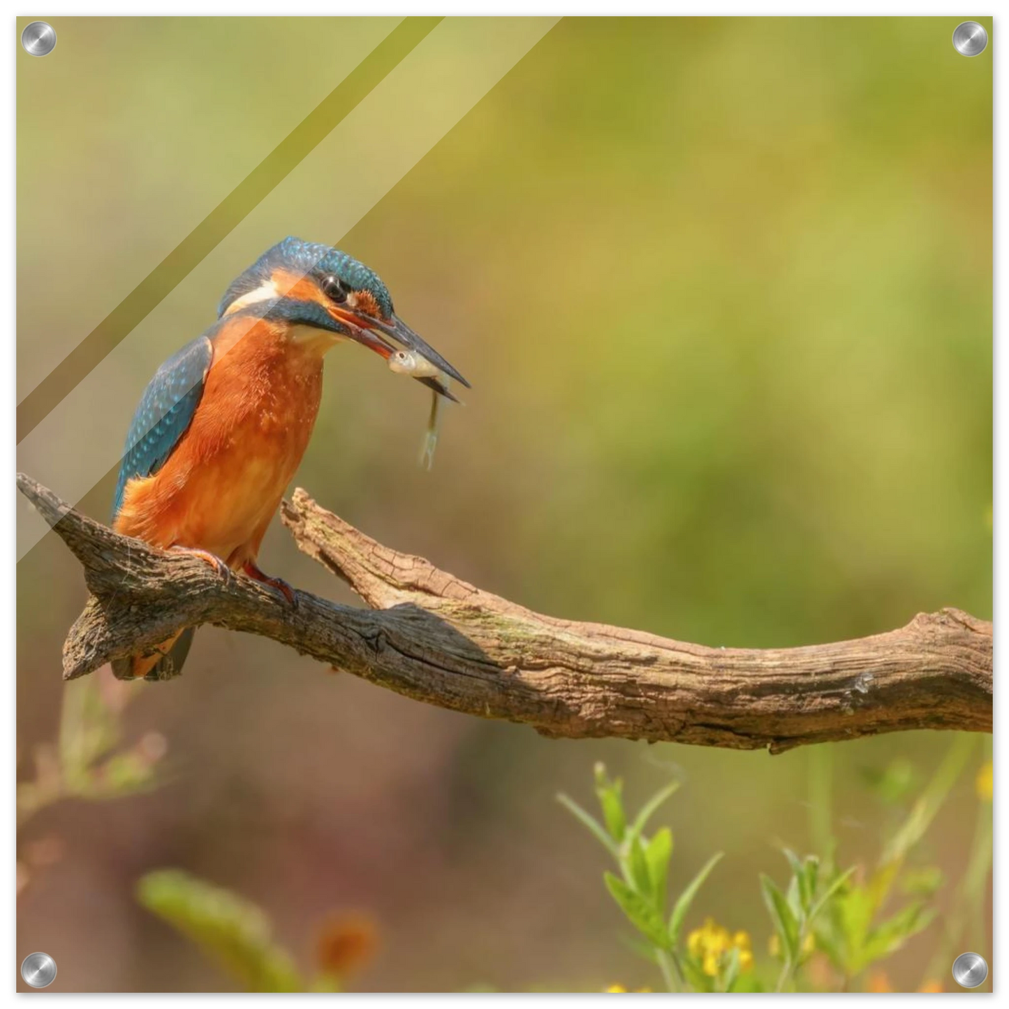 Wandbild eisvogel farbpracht leuchtende naturkunst fuer ihr zuhause in vielen groessen