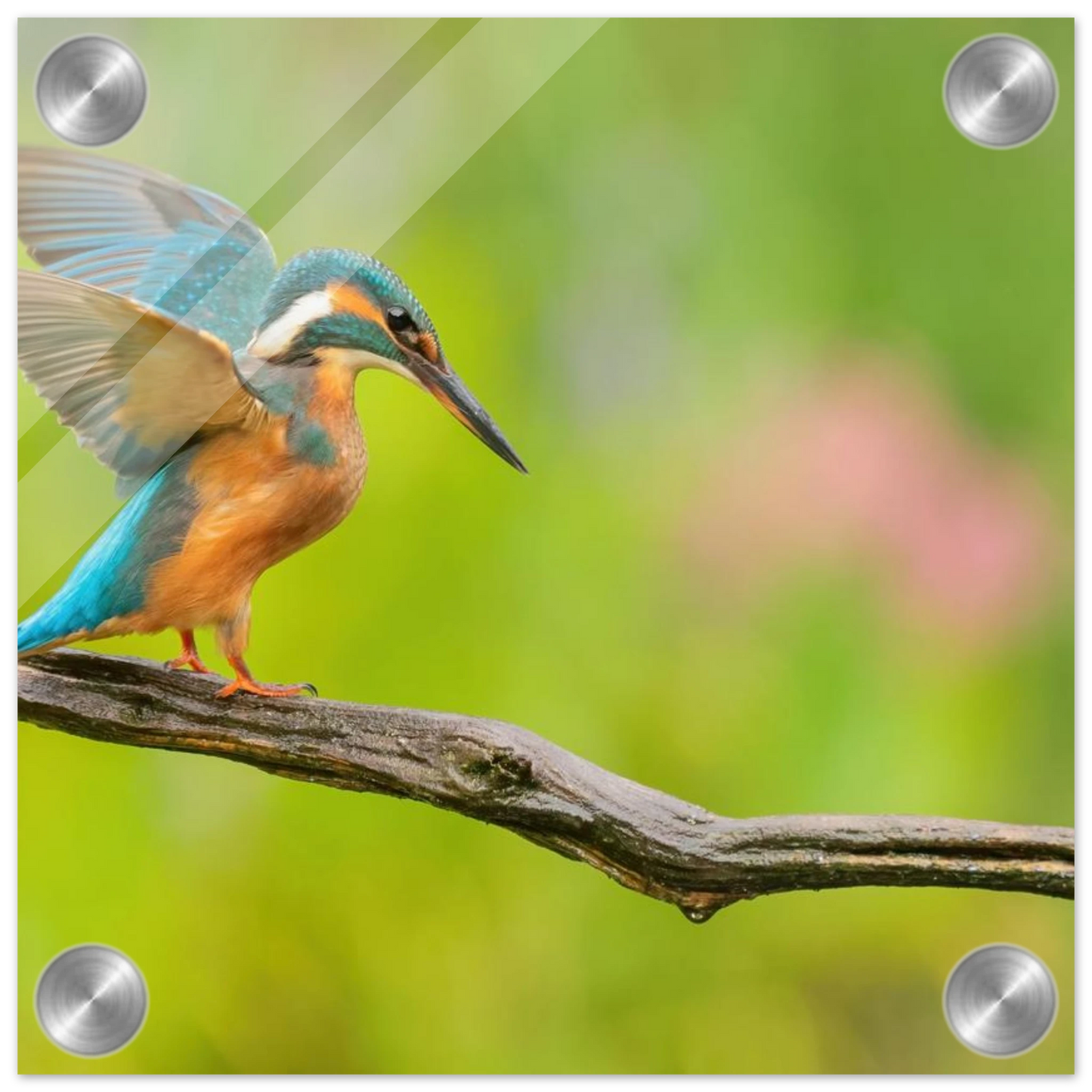 Wandbild eisvogel leuchtende federpracht auf natuerlichem ast in ihrer wunschgroesse