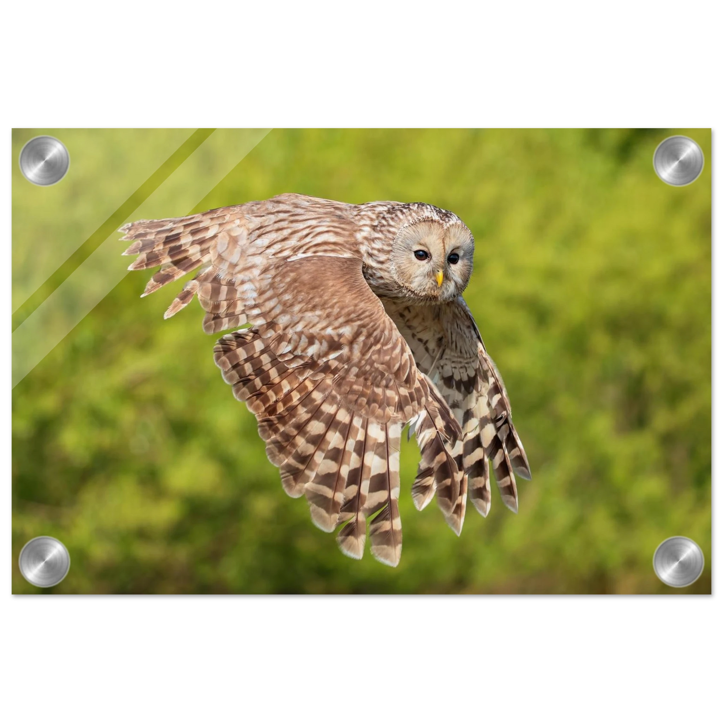 Wandbild majestaetische eule im flug naturfotografie fuer ihr zuhause