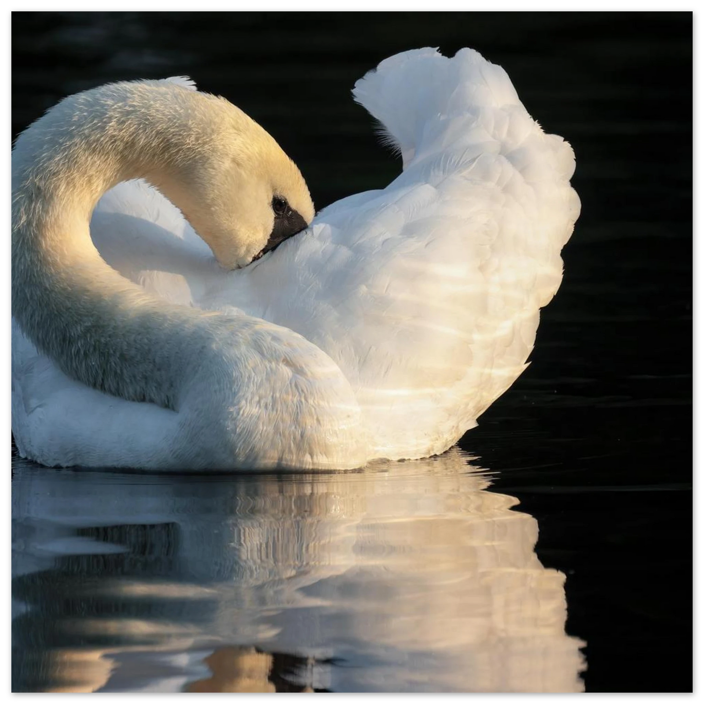 Wandbild schwan bei sonnenuntergang elegante wandkunst fuer ihr zuhause