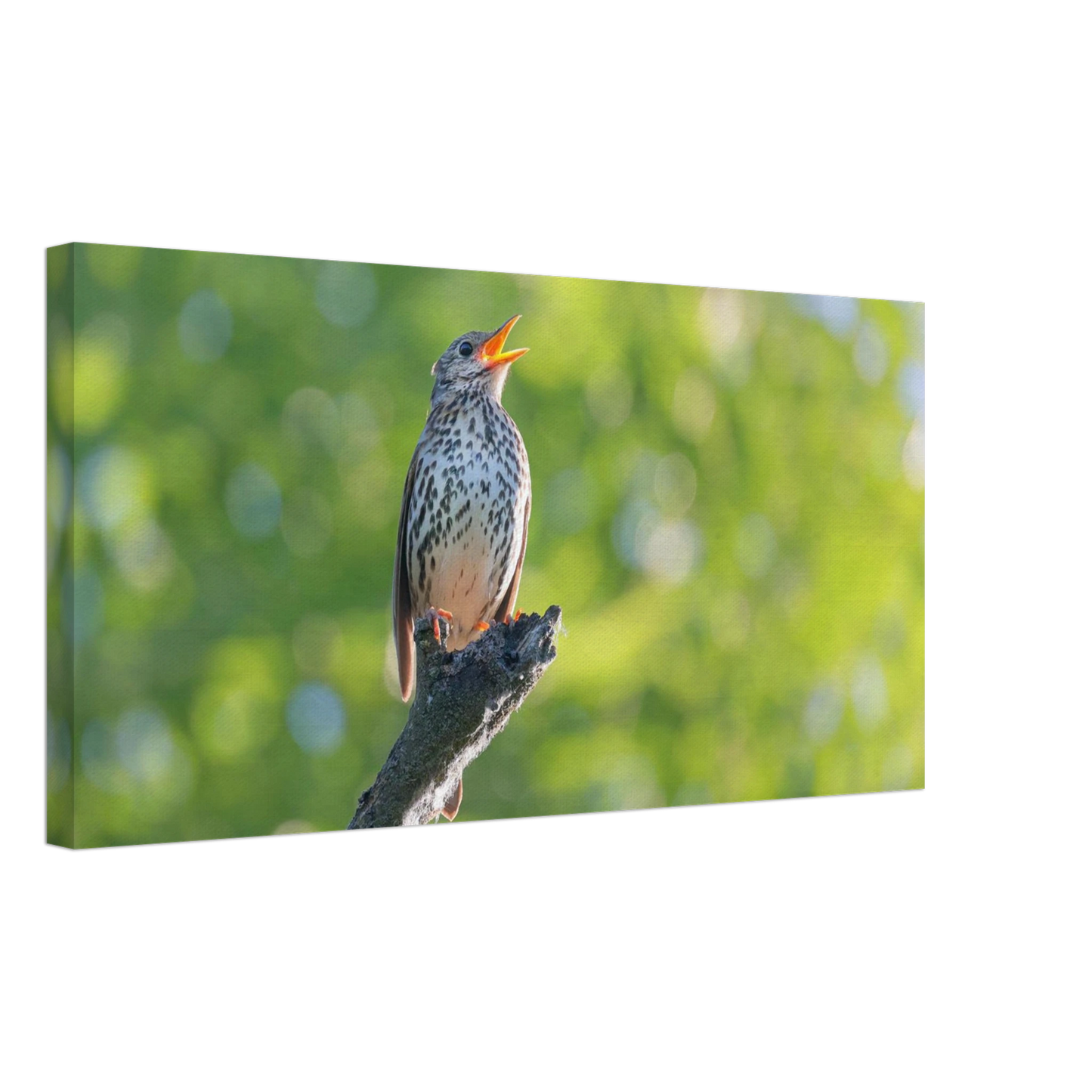 Wandbild bezaubernder singvogel in gruen ein naturportraet fuer ihr zuhause in vielen groessen