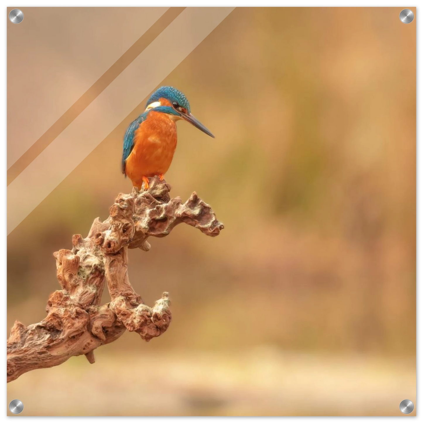 Wandbild eisvogel lebendige naturkunst fuer ihr zuhause in vielen groessen