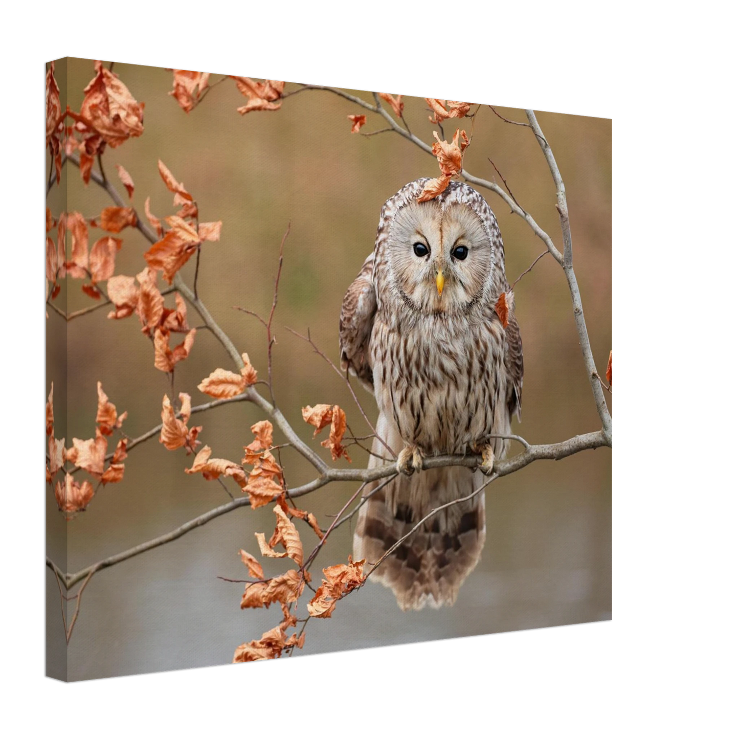 Wandbild majestaetische eule im herbstlaub einblick in die wildnis in verschiedenen groessen