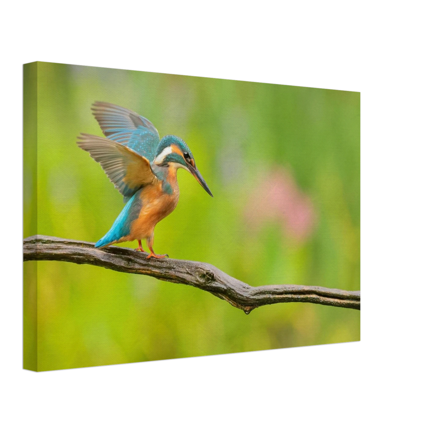 Wandbild eisvogel leuchtende federpracht auf natuerlichem ast in ihrer wunschgroesse