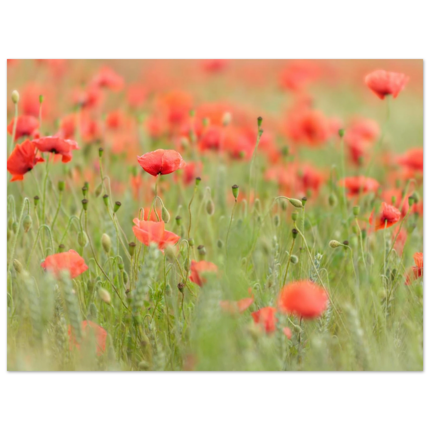 Wandbild vertraeumtes mohnblumenfeld ein stueck sommer fuer ihr zuhause in vielen groessen