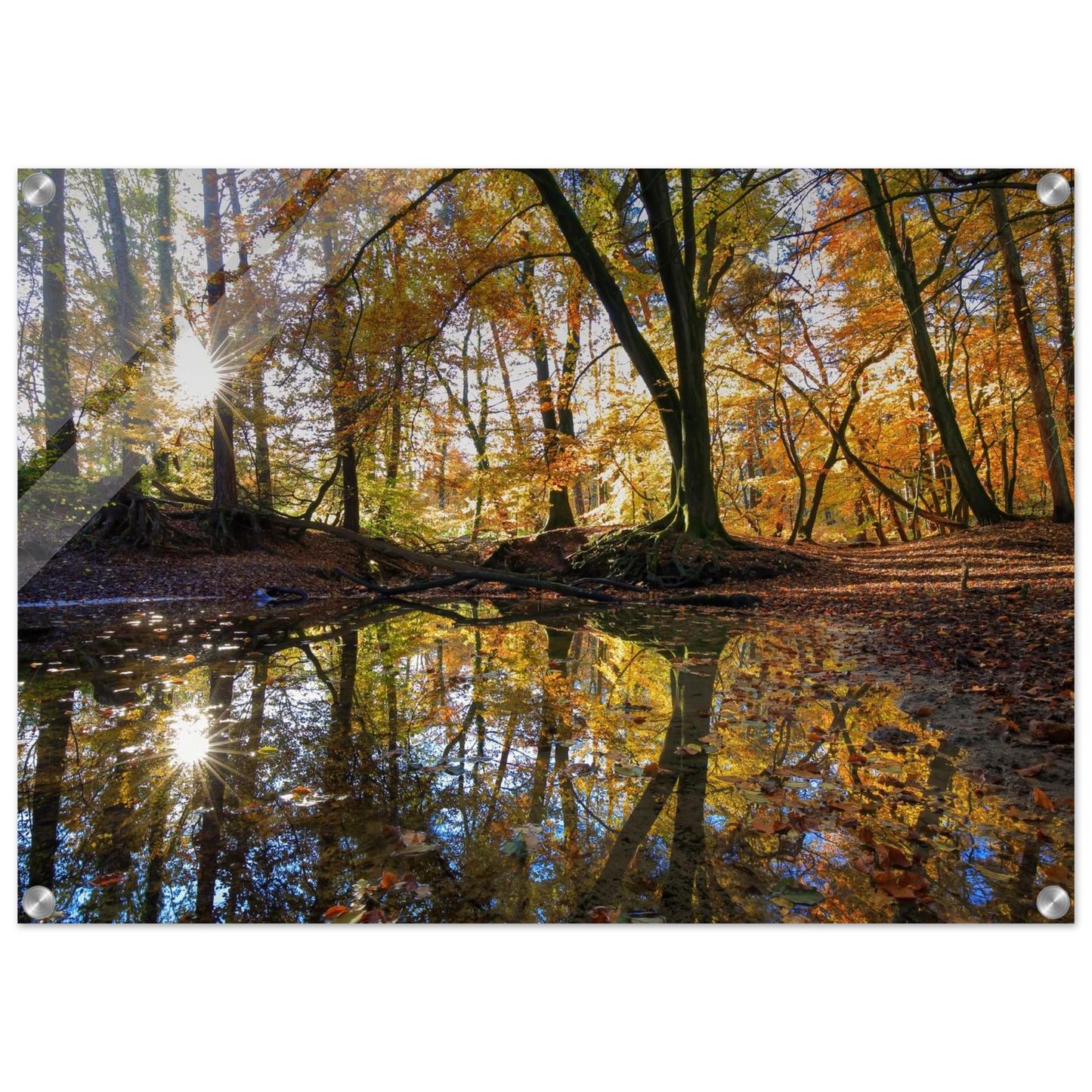 Wandbild goldener herbstwald stimmungsvolle spiegelung der natur in ihrer wunschgroesse