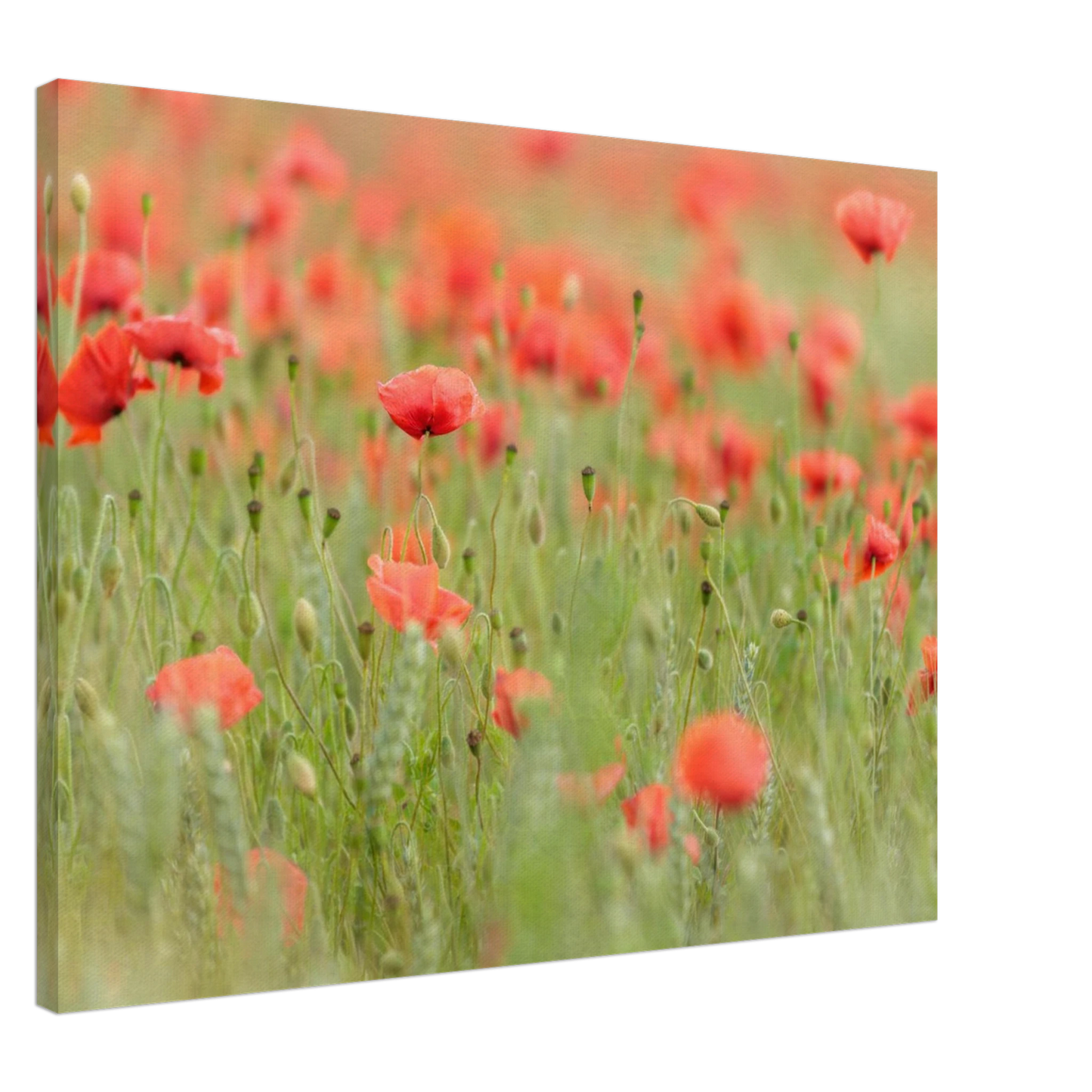 Wandbild vertraeumtes mohnblumenfeld ein stueck sommer fuer ihr zuhause in vielen groessen