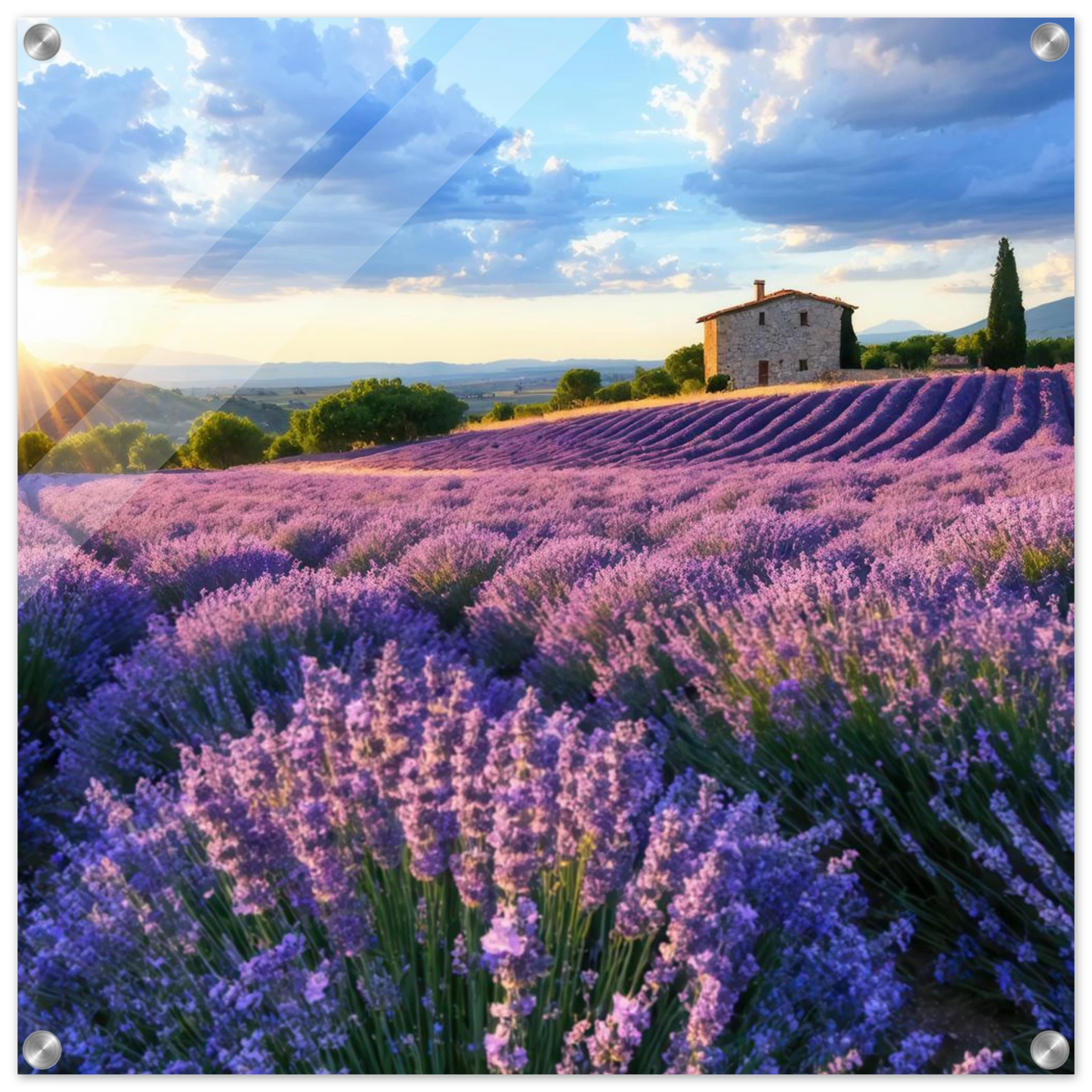 Wandbild sonnenuntergang ueber lavendelfeldern idyllische provence landschaft im wunschformat