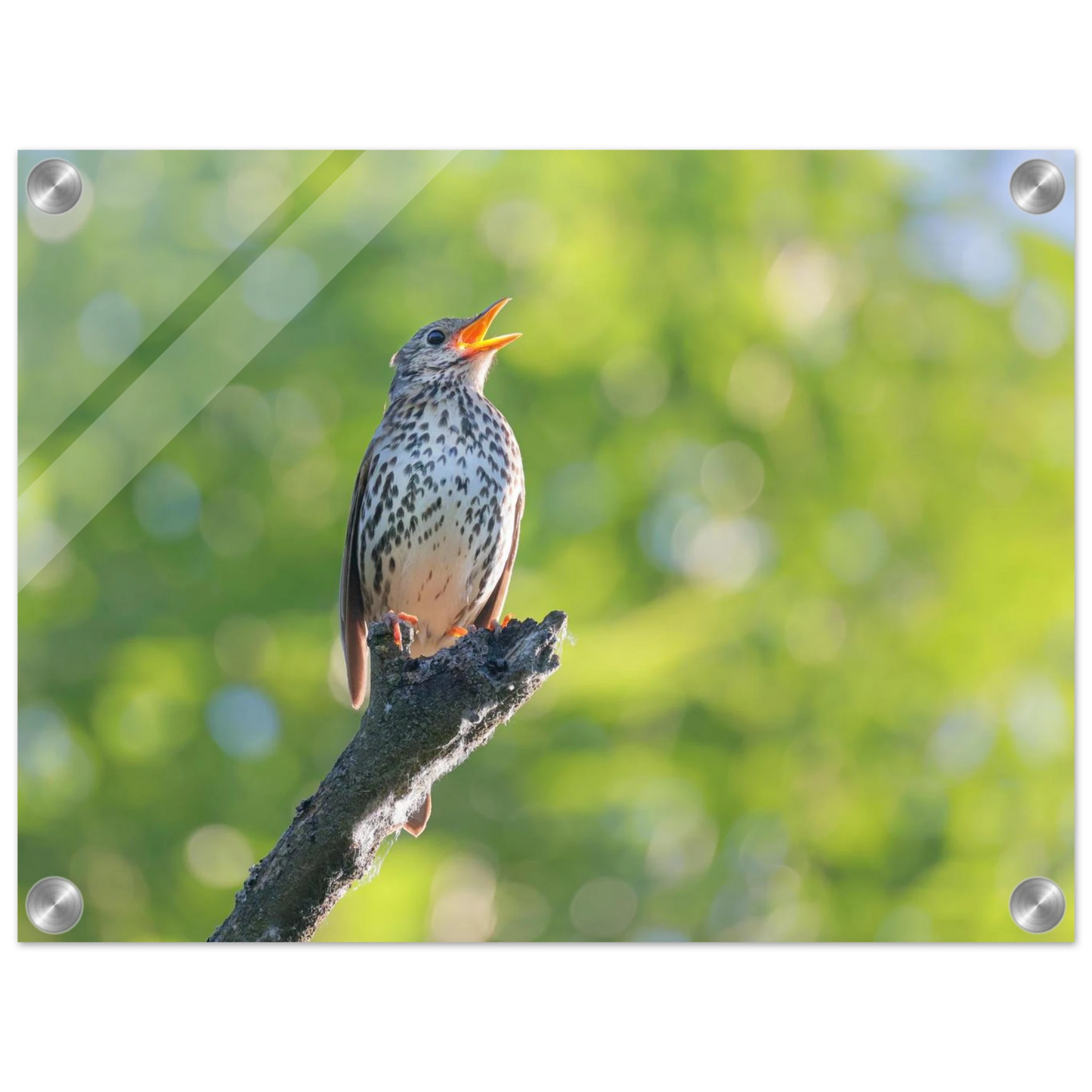 Wandbild bezaubernder singvogel in gruen ein naturportraet fuer ihr zuhause in vielen groessen