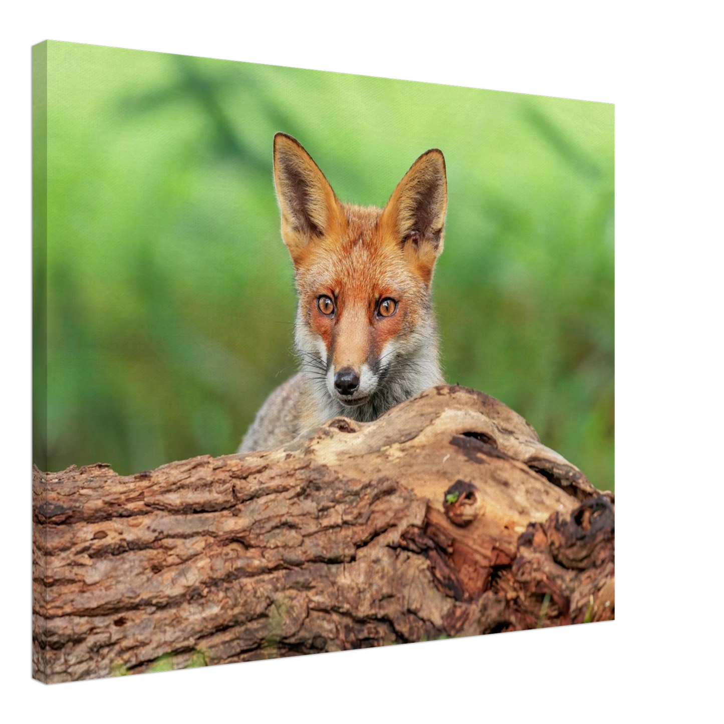 Wandbild fuchs im versteck einzigartige naturkunst fuer ihr zuhause