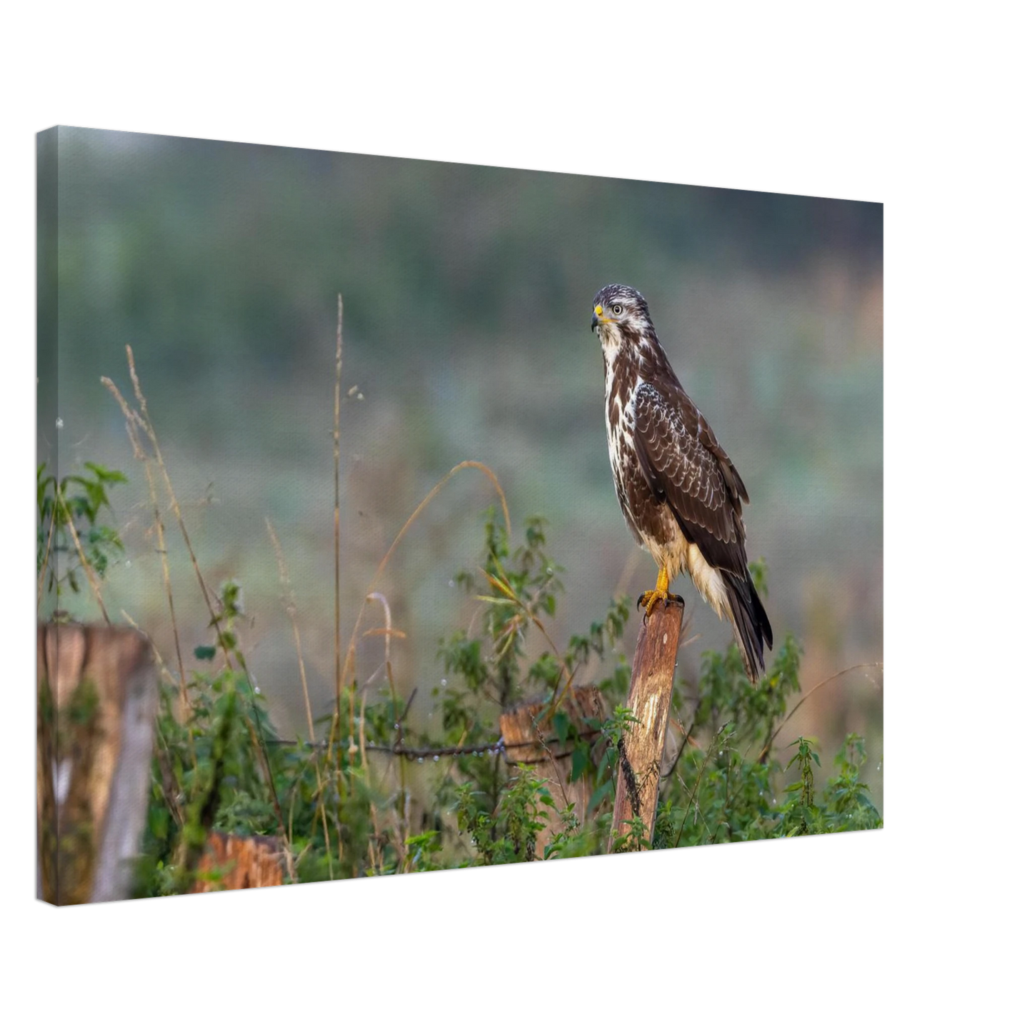 Wandbild majestaetischer bussard einblick in die wildnis auf hochglanz leinwand